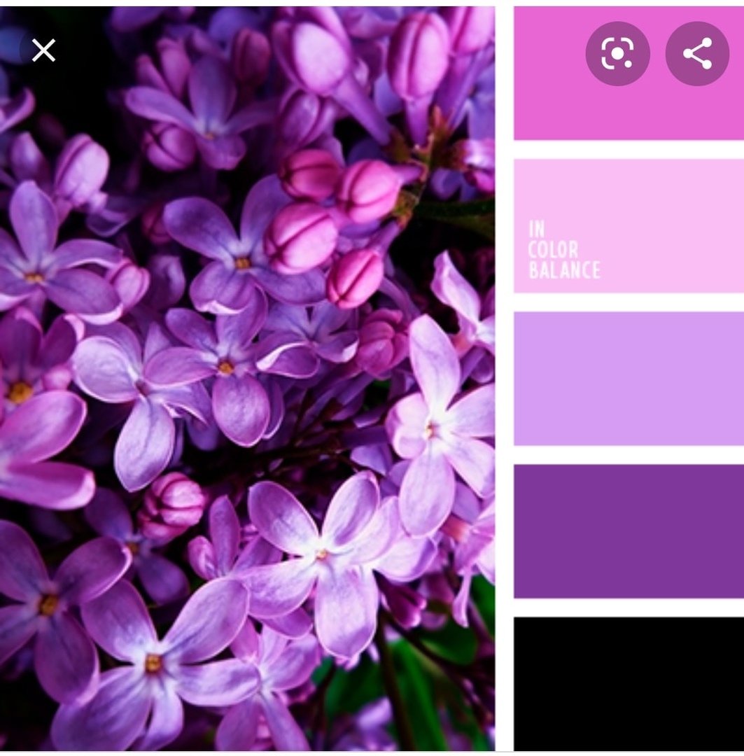 Лиловый цвет какой показать фото