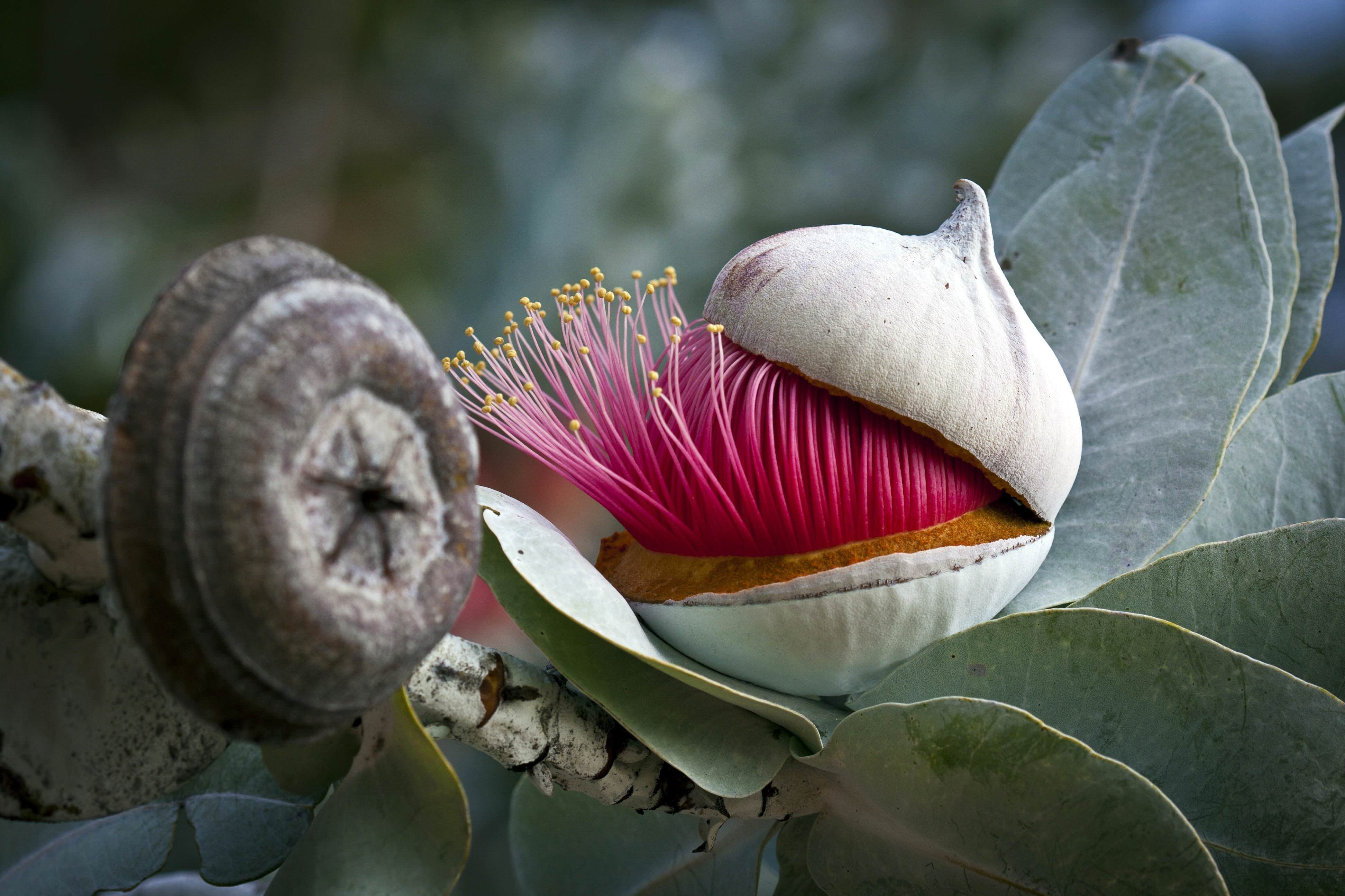 Виды необычных растений. Эвкалипт macrocarpa. Цветы эвкалипта Австралия. Эвкалипт эндемик Австралии. Австралийский эвкалипт цветет.