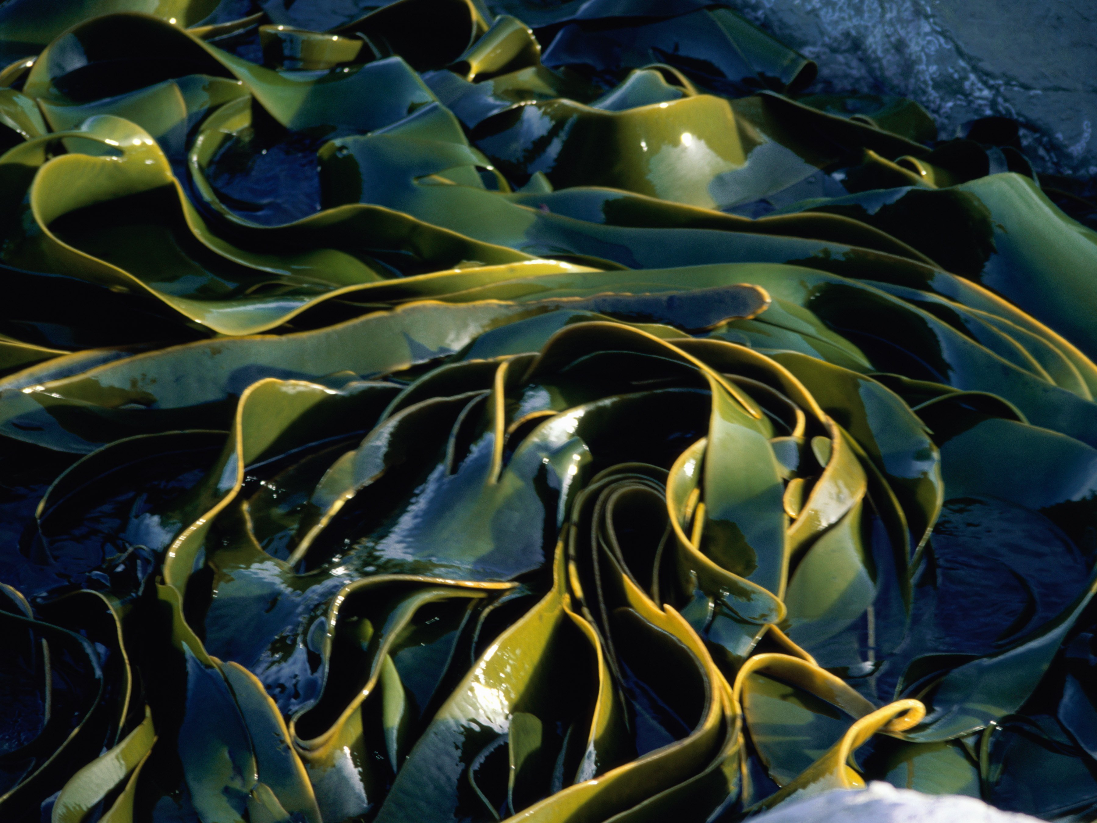 Запах водорослей. Kelp algae. Seaweed Laminaria. Водоросли нори в природе. Подводные растения.