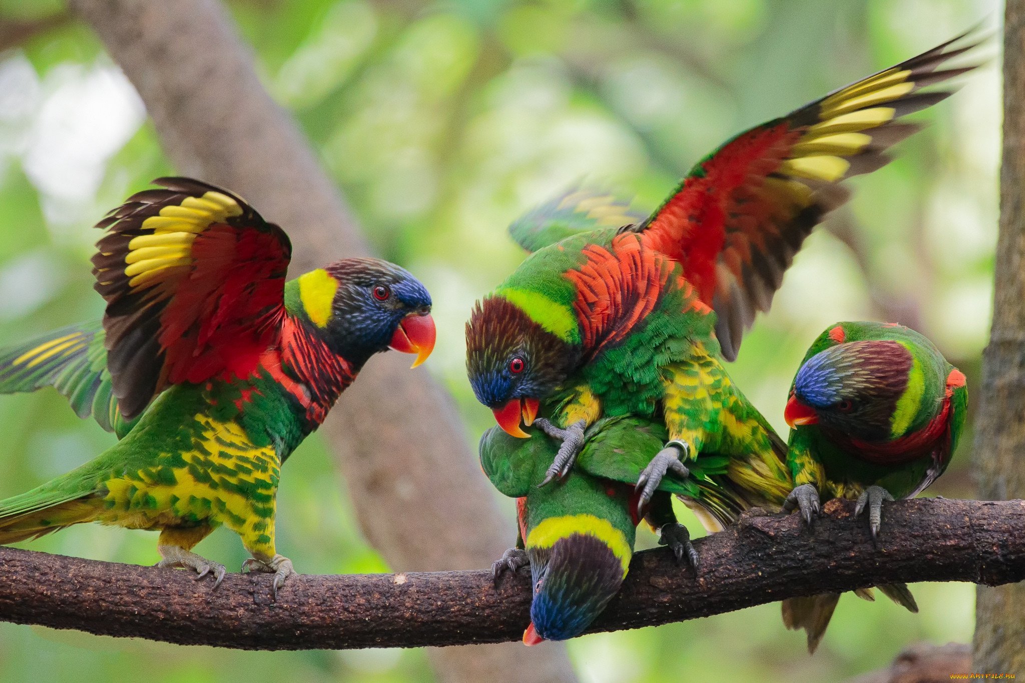 Разноцветное какаду. Лорикет Королевский попугай. Какаду лорикет. Многоцветный лорикет (Trichoglossus haematodus). Радужный лорикет.