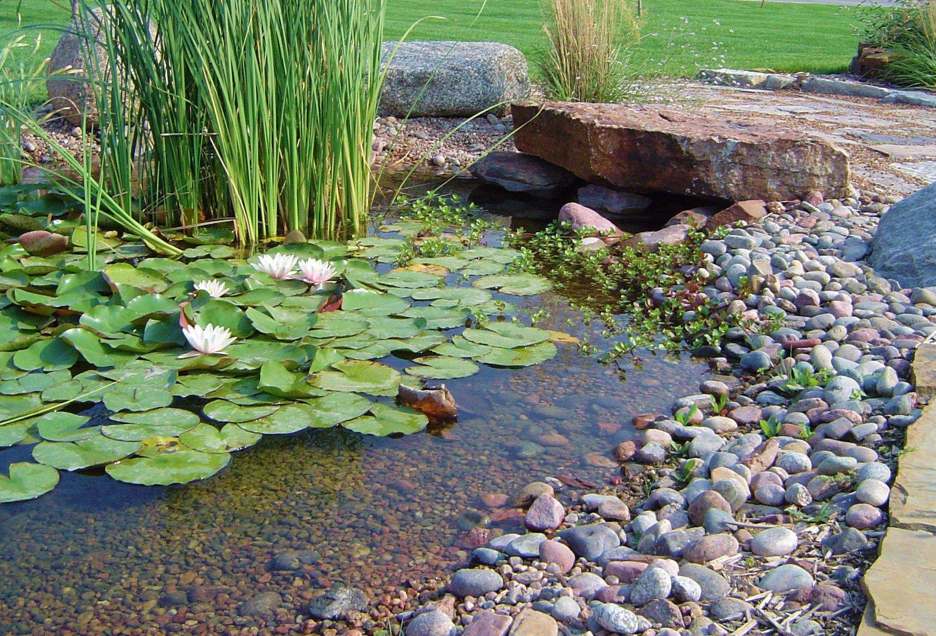 Математика в пруду. Ручей биоплато. Растения для биоплато для пруда. Нимфеи-прудовые. Ландшафтный сад "нимфея парк".