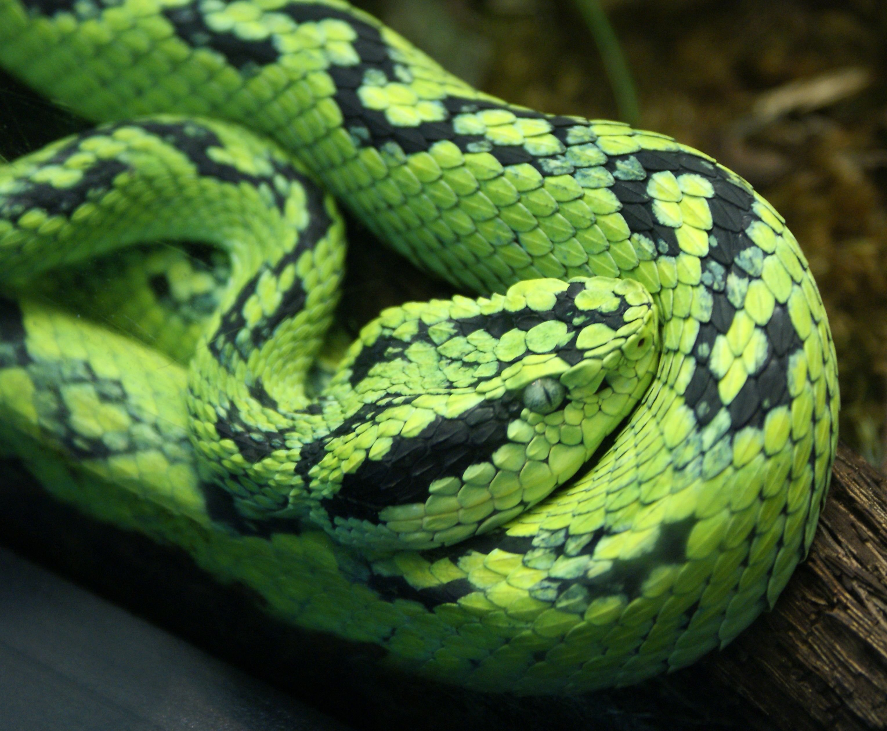 Змея Ярко Зеленого Цвета Название Фото