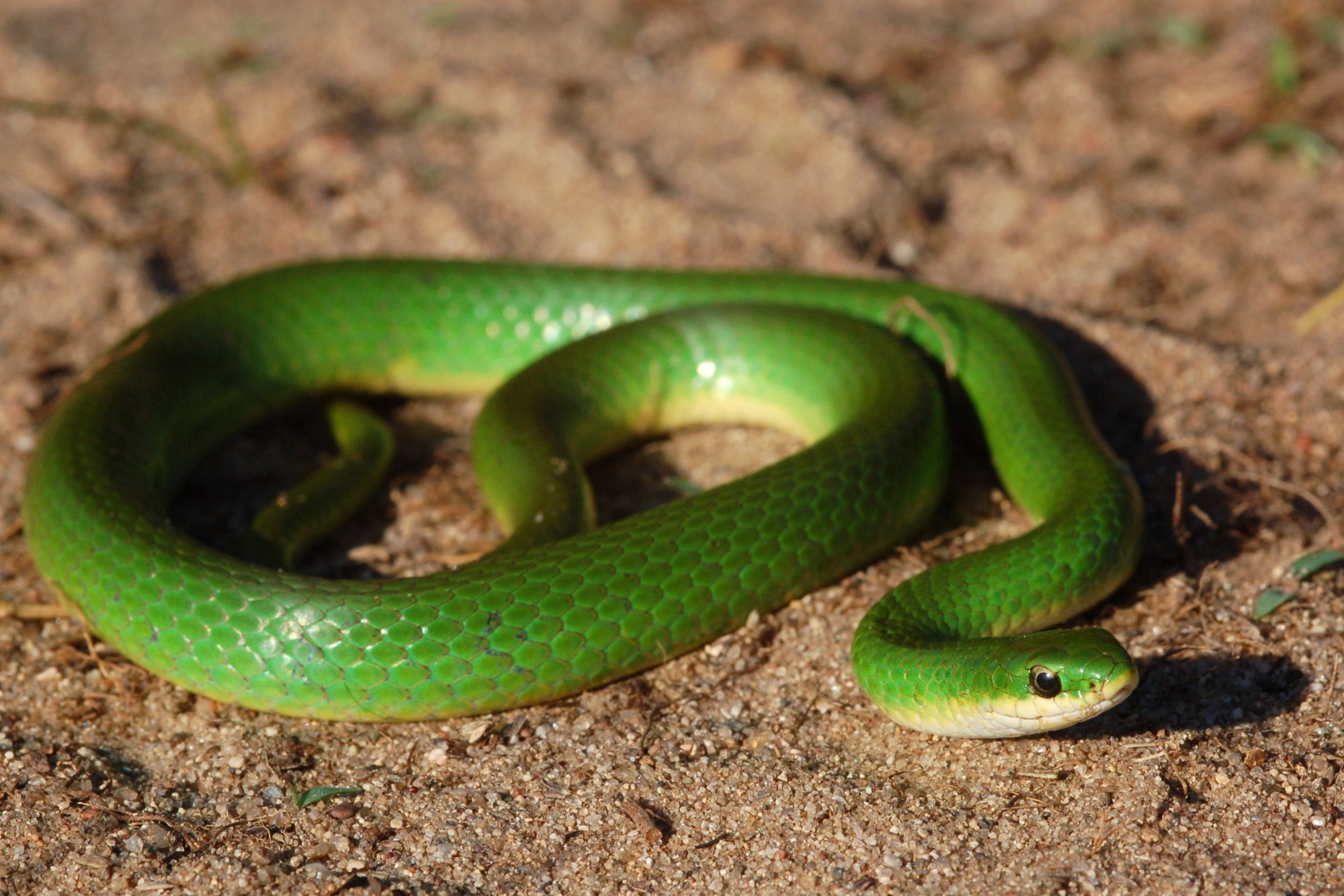 Змея Ярко Зеленого Цвета Название Фото
