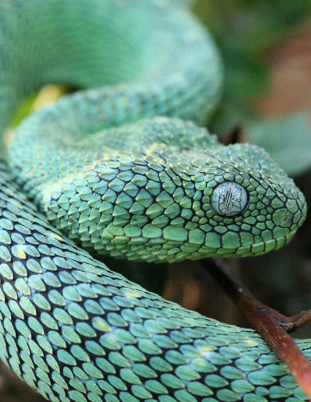 Самые красивые змей в мире. Голубая куфия змея. Голубая куфия гадюка. Красноголовый Крайт змея. Кустарниковая гадюка голубая.