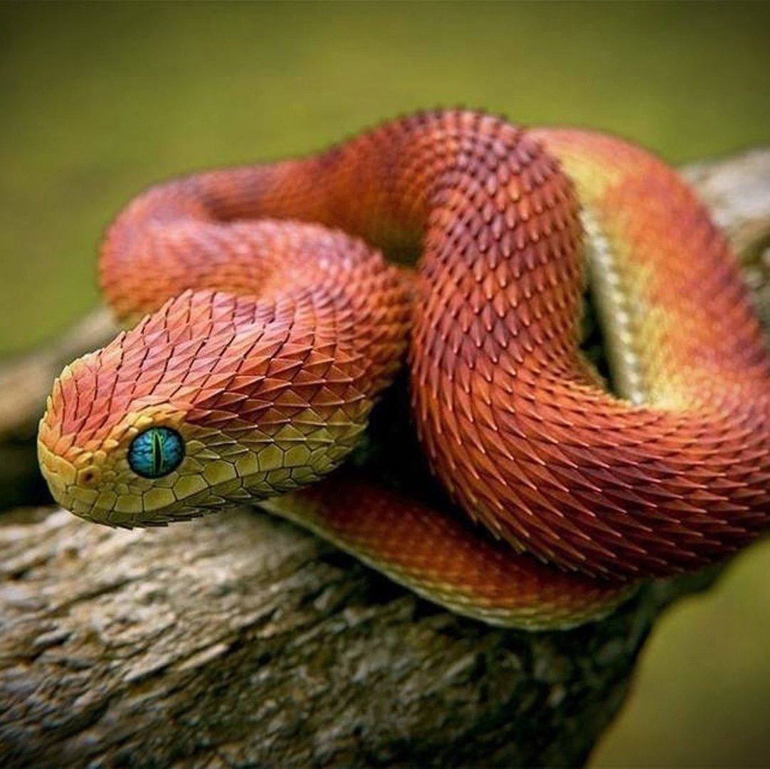 Красивая змейка
