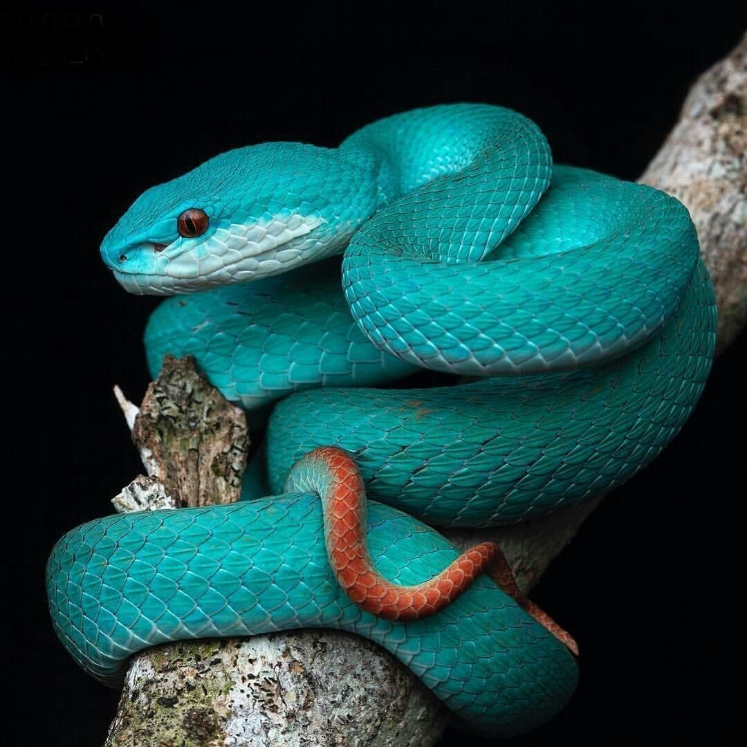 Самые красивые змеи
