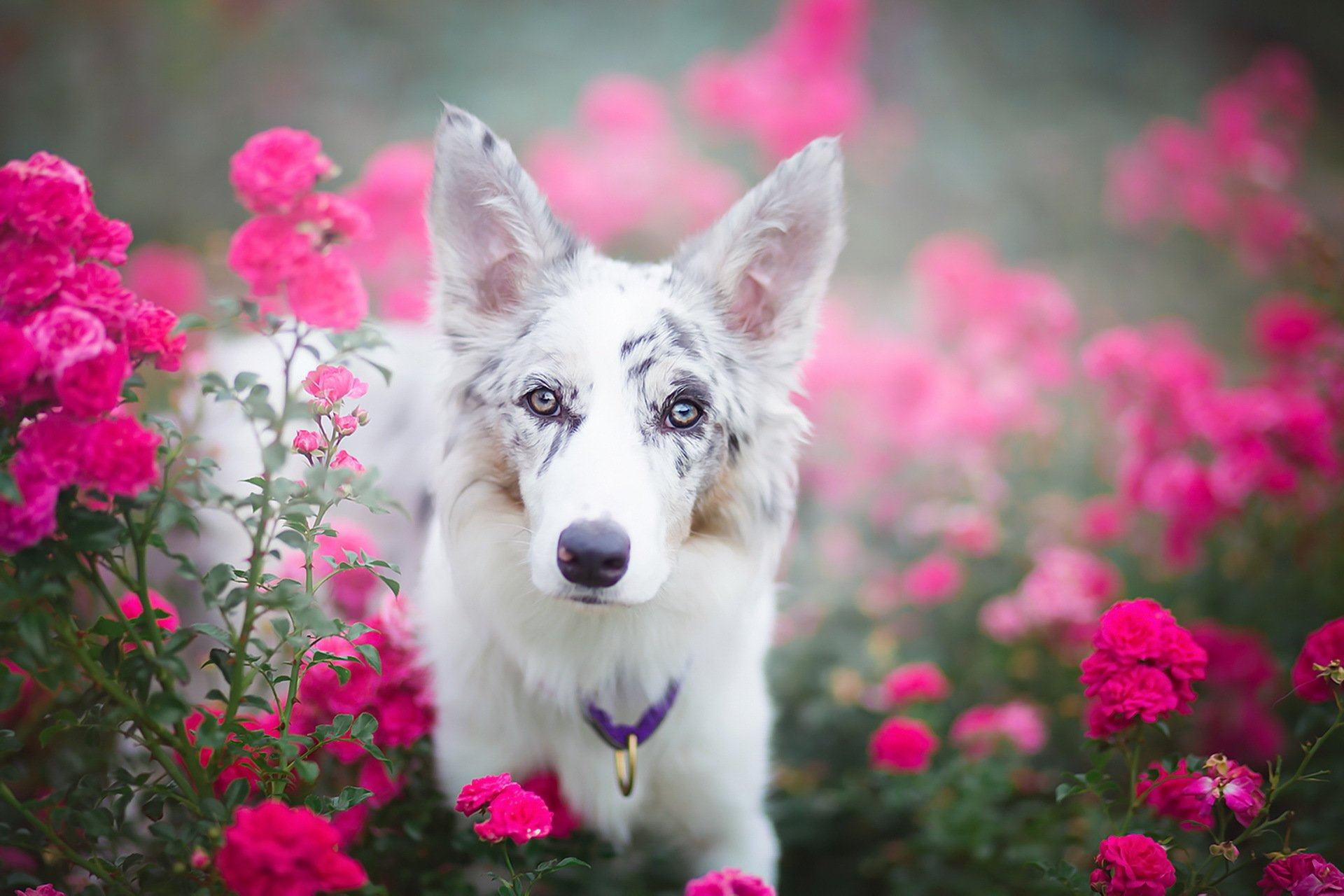 Фотки красивых собак. Красивые собаки. Цветы собачки. Собака в цветах. Собачка с цветочком.