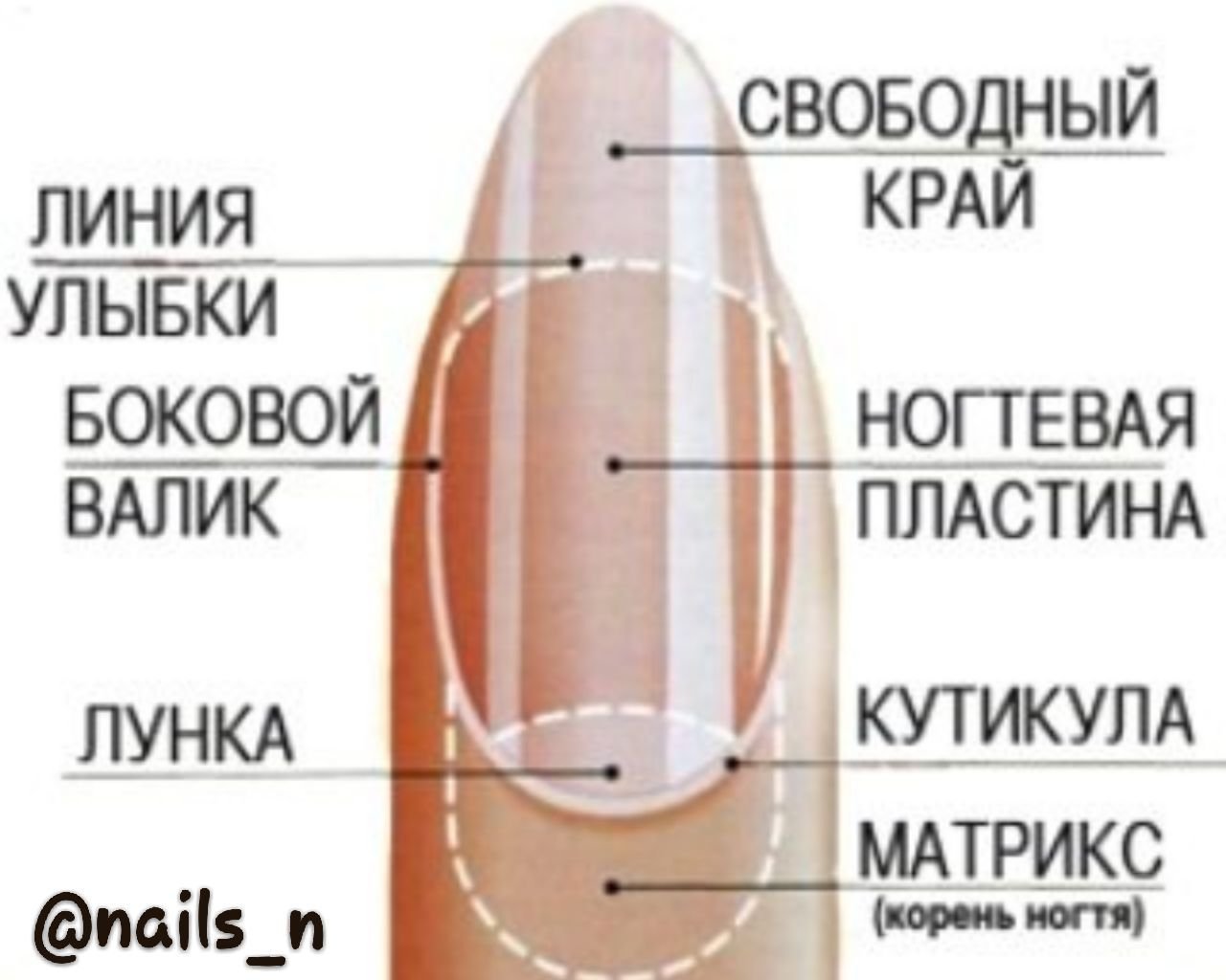 Форма ногтей под