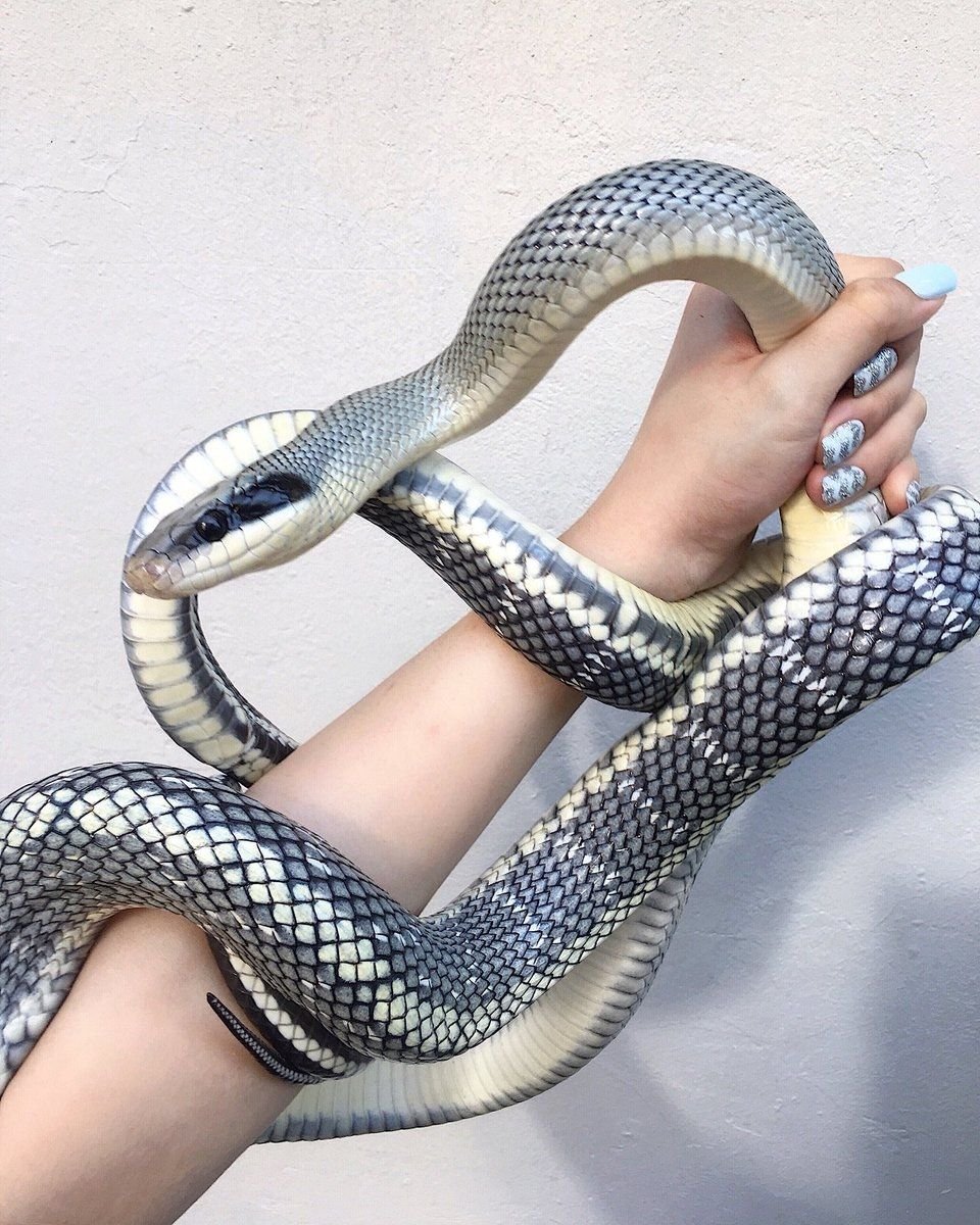 Змея очень красивая