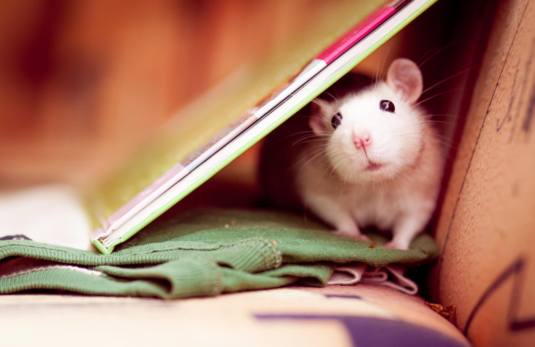 Мир мышей. Милые крысы. Милые мышки. Милая крыса. Красивая мышь.