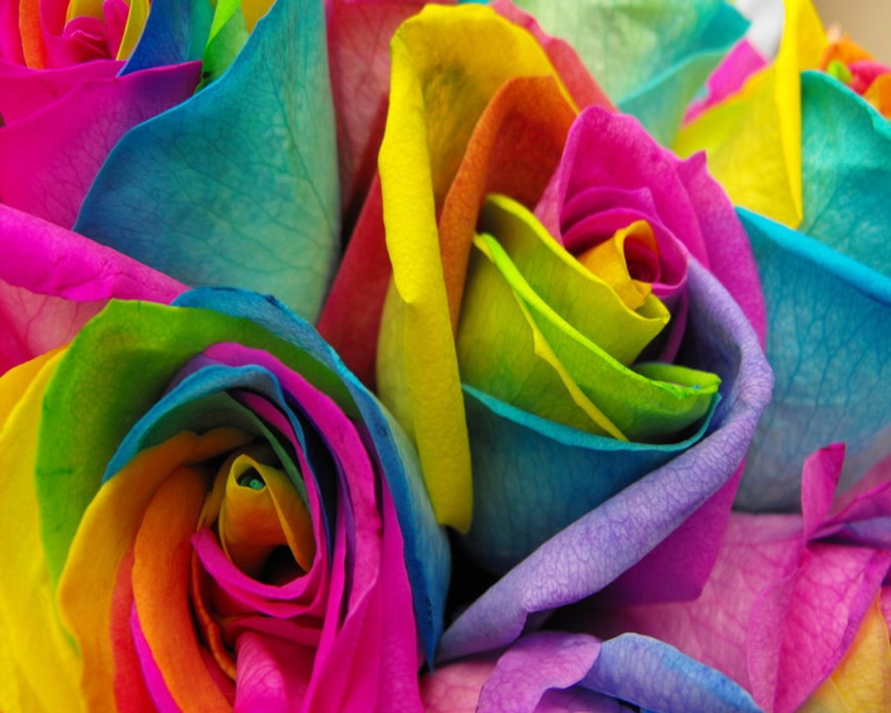 Цветных контакты. Разноцветные цветы. Разноцветные розы. Радужные цветы.