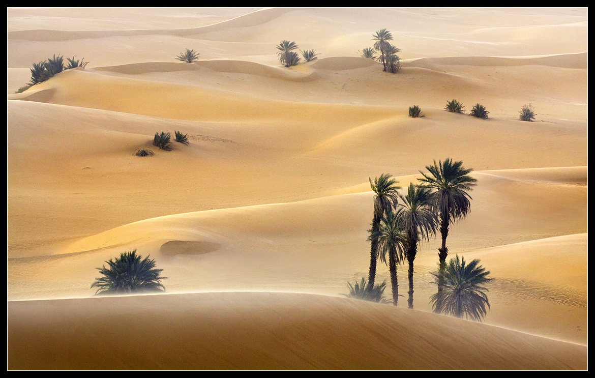 Оазис животные. Оазис и Бархан. Песчаные дюны Оазис. Ливия Оазис.