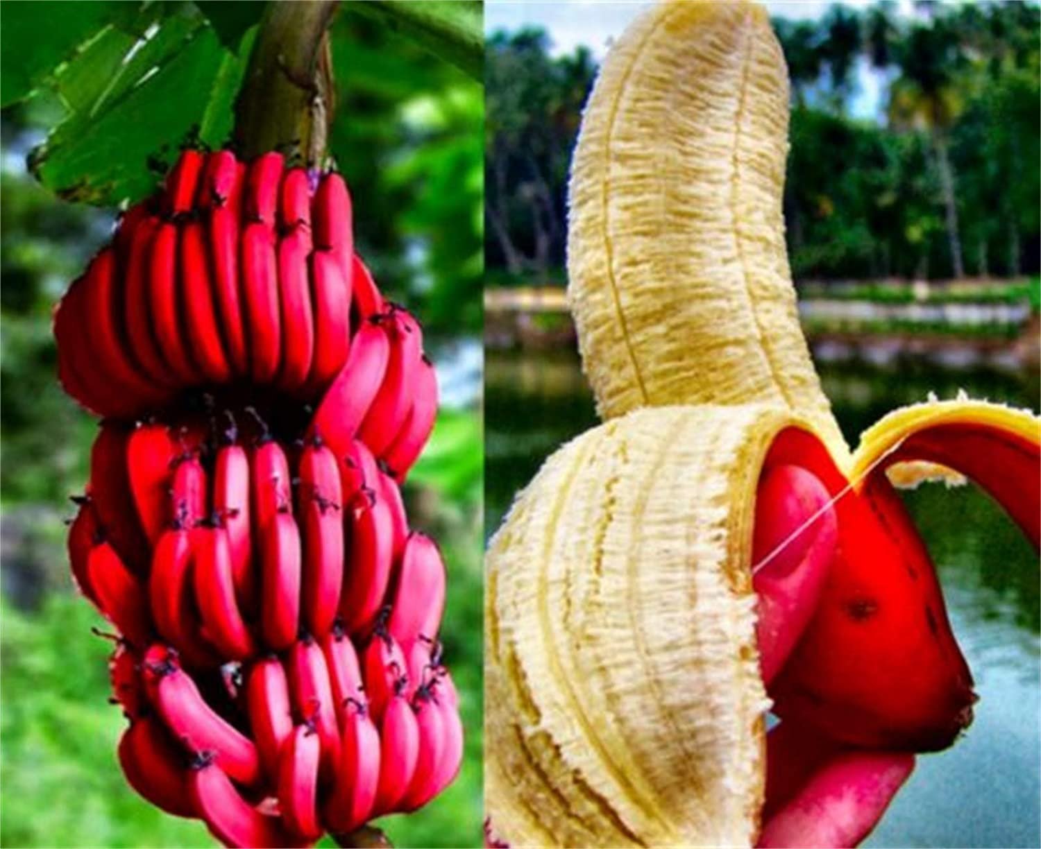 Какие бывают бананы. Банан красный Кавендиш. Необычные фрукты. Необычные бананы. Самые необычные бананы.