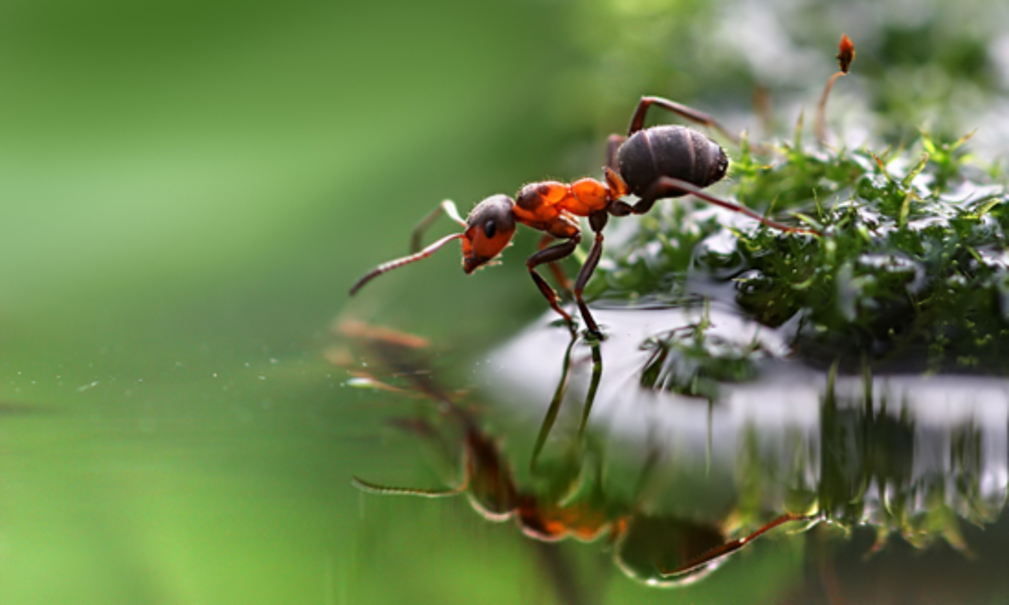 Малый Лесной муравей. Муравьи фуражиры. Малый Лесной муравей Муравейник. Тигриный муравей. Обиженный муравей