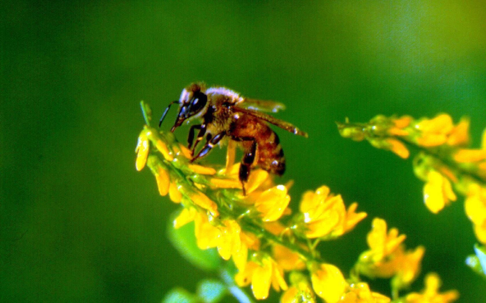 Пчелы пьют весенний. Пчела на доннике. Донниковый мёд пчела. Пчелы и мед. Фон пчелы.