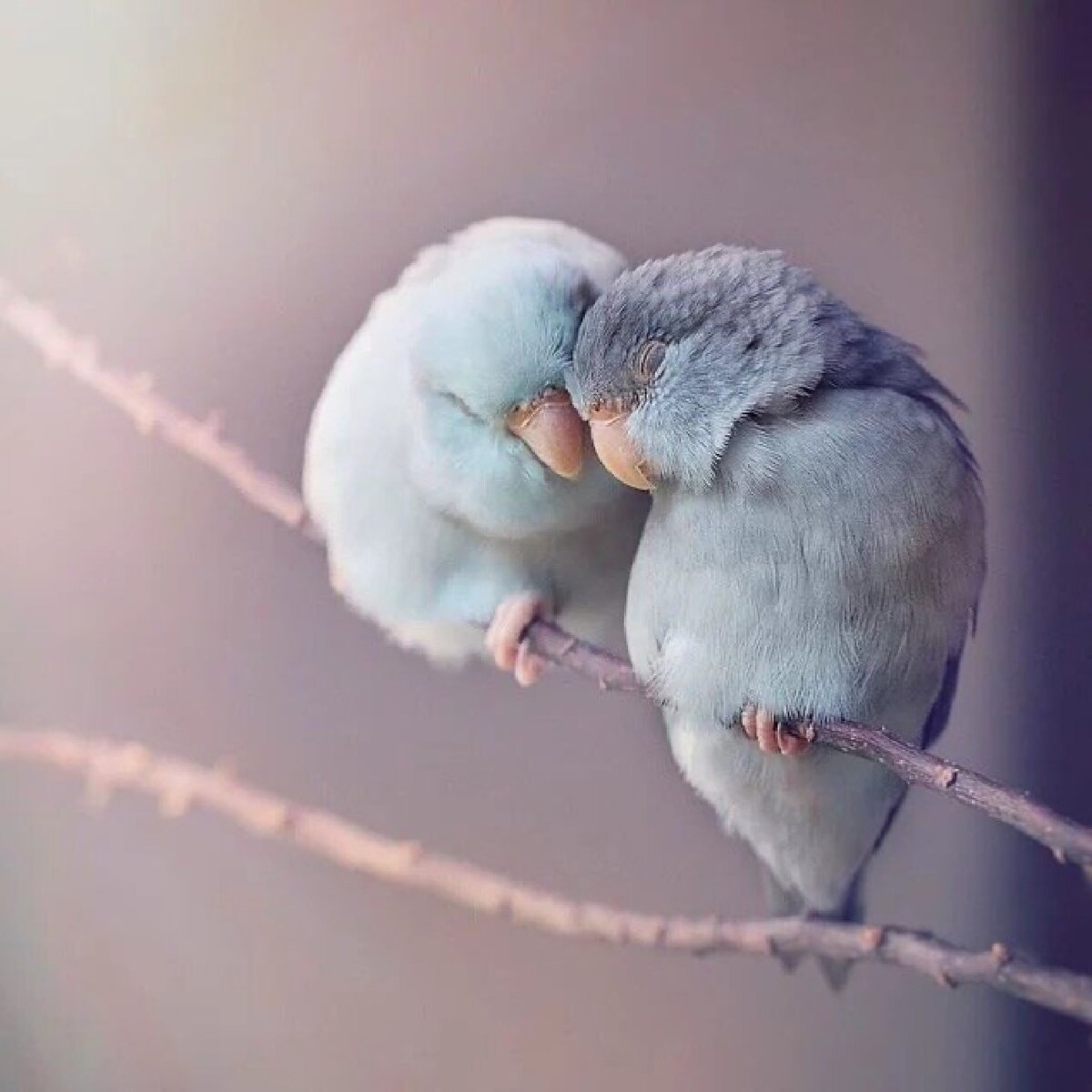 Самое теплое самое милое. Нежные птицы. Влюбленные птички. Милые птички. Что романтичного в птичках.
