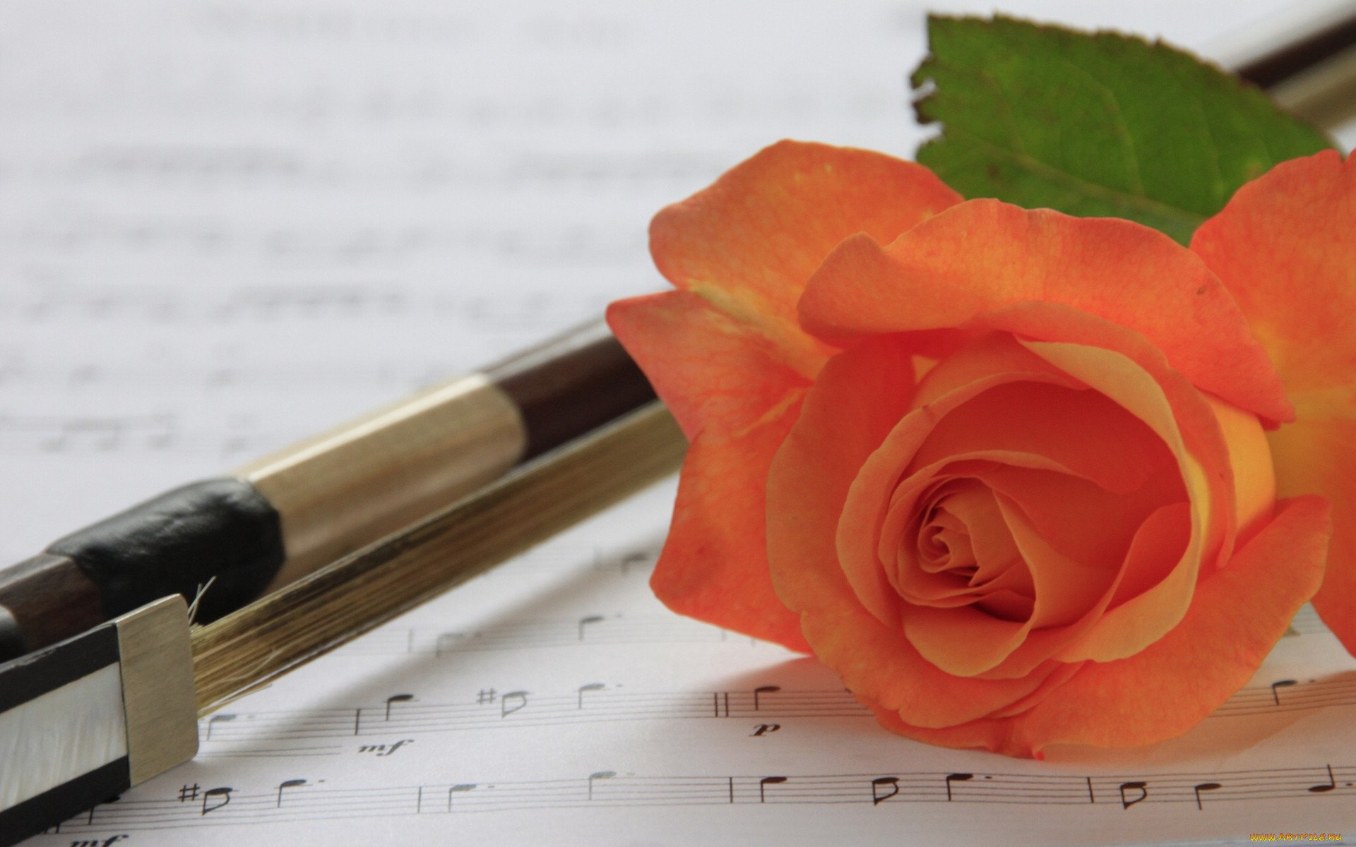 Флейта в цветах. Флейта и цветы. Флейта и розы. Скрипка и цветы. Открытка флейта и цветы.