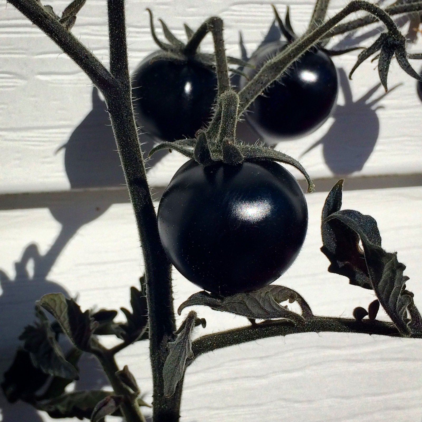 Как выглядят черные помидоры. Томат вельвет Найт. Томат черный Курта. Черный Негус томат. Помидоры черри черный принц.