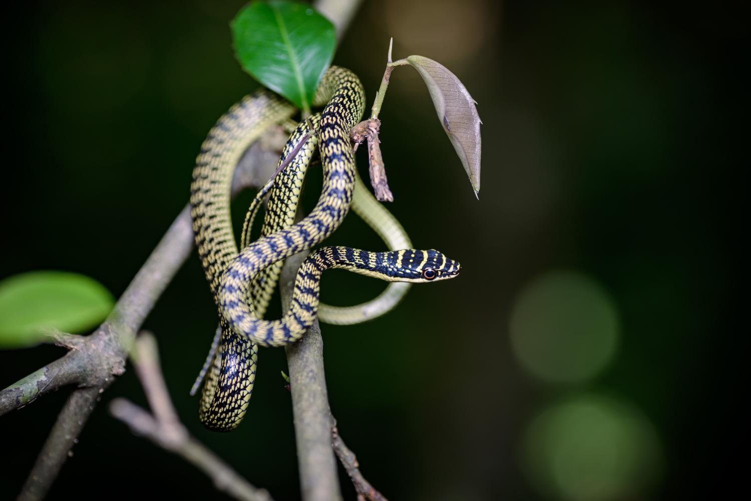 Украшенная змея. Chrysopelea Ornata. Райская древесная змея. Chrysopelea taprobanica. Щупальценосная змея.
