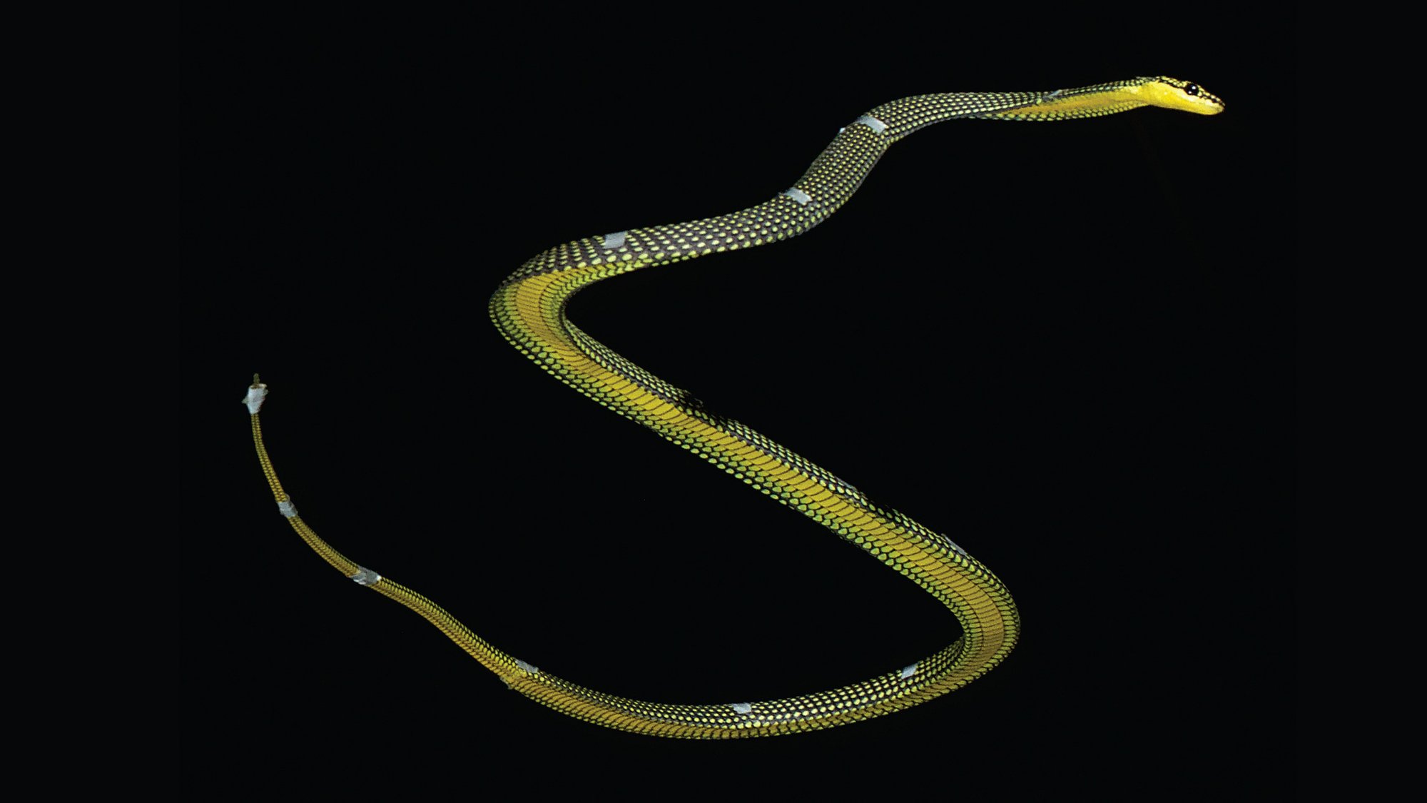 Движение змейкой. Chrysopelea taprobanica. Райская летучая змея. Chrysopelea Ornata. Хризопелея змея.