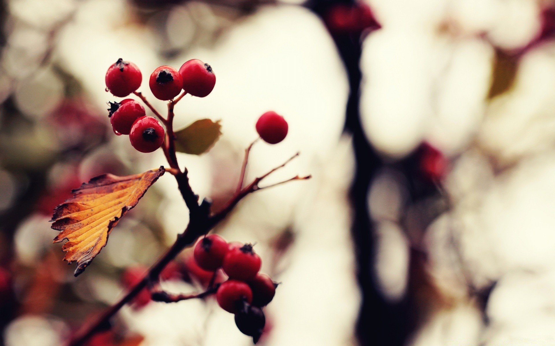 Красные ягоды на дереве осенью