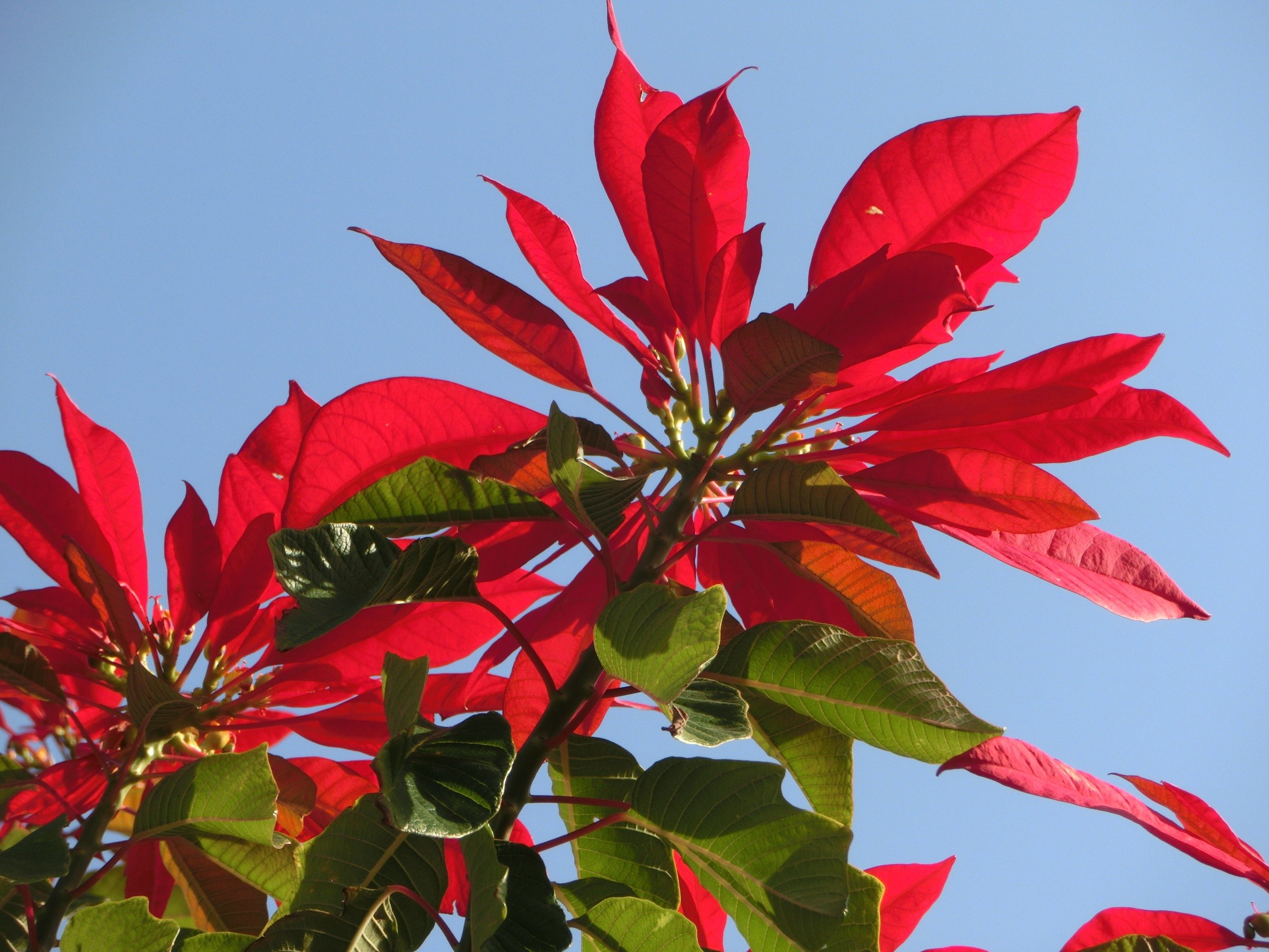Деревья цветущие красным цветом. Молочай - пуансеттия (Рождественская звезда). Пуансеттия Euphorbia pulcherrima. Молочай красивейший пуансеттия. Молочай комнатный пуансеттия.