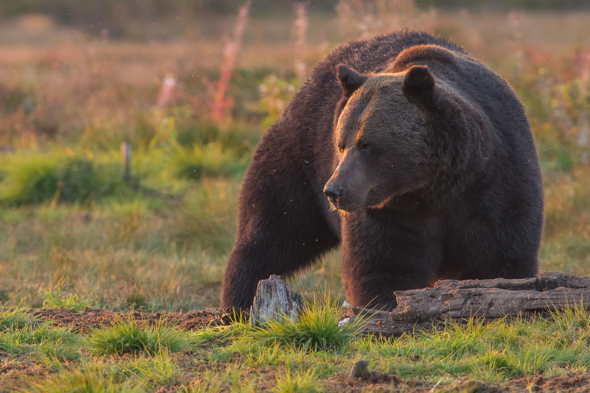 Звери про медведь. Сибирский бурый медведь. Дальневосточный бурый медведь. Апеннинский бурый медведь. Восточносибирский бурый медведь.