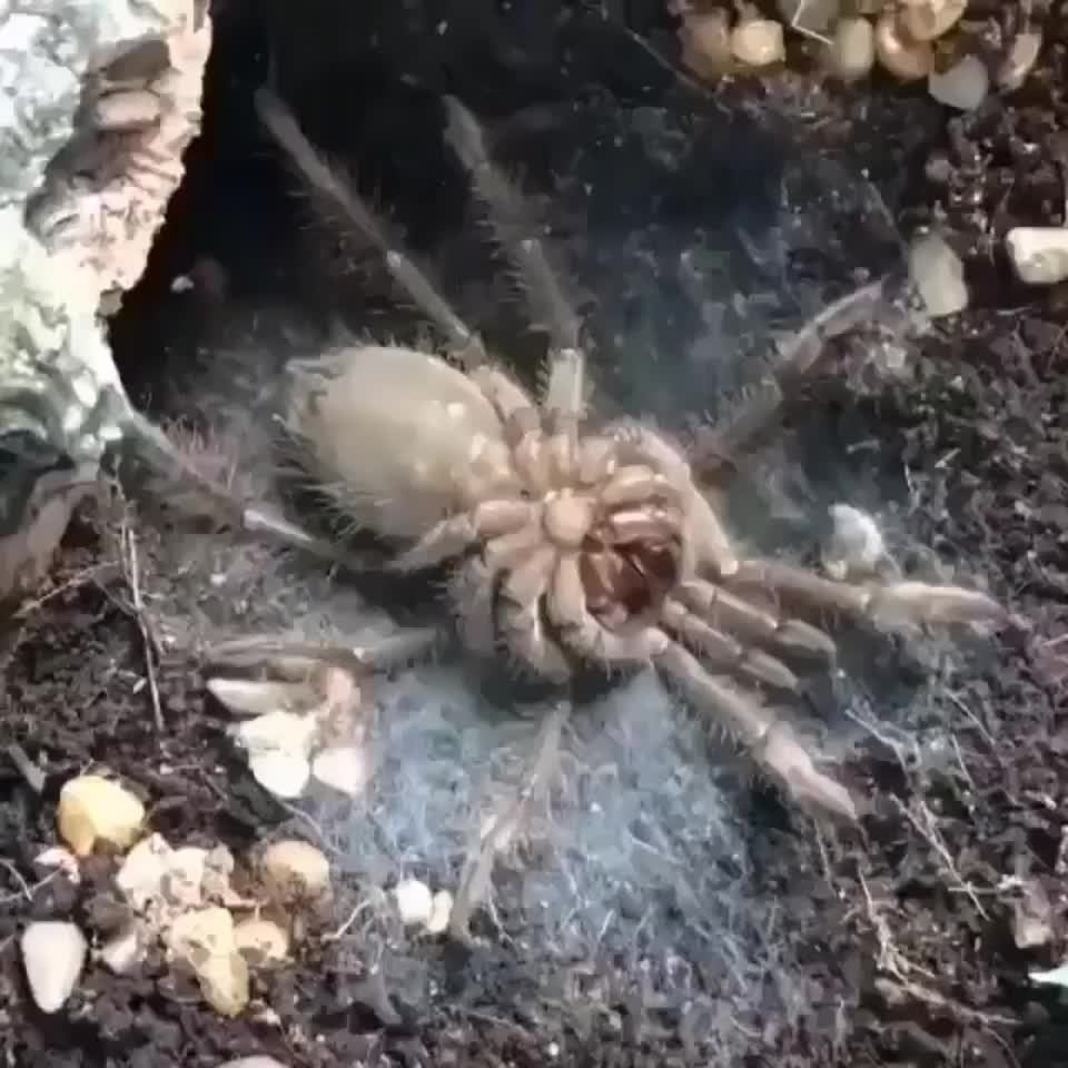 Необыкновенные пауки
