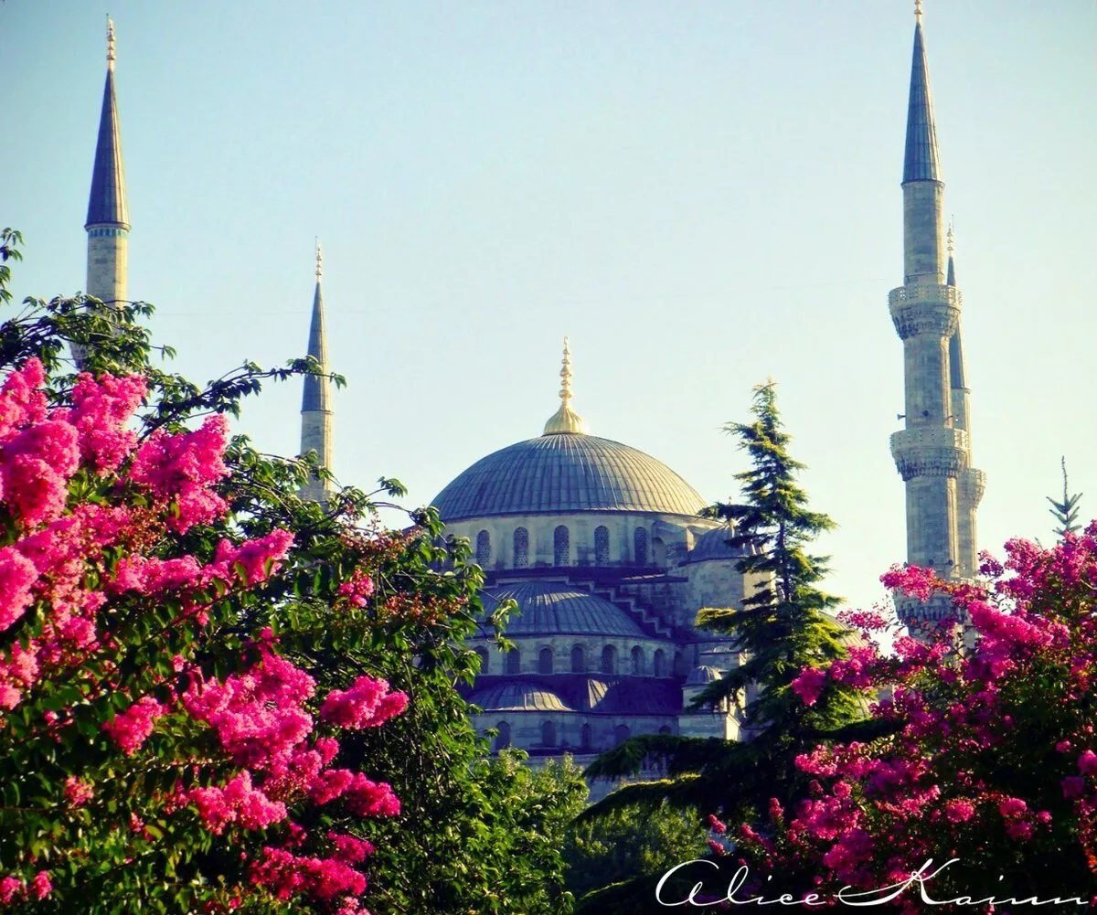 Ураза в стамбуле. Мечеть с 6 минаретами в Стамбуле. Цветущая Турция.Босфор. Стамбул мечеть Магнолия. Мечеть с цветами.