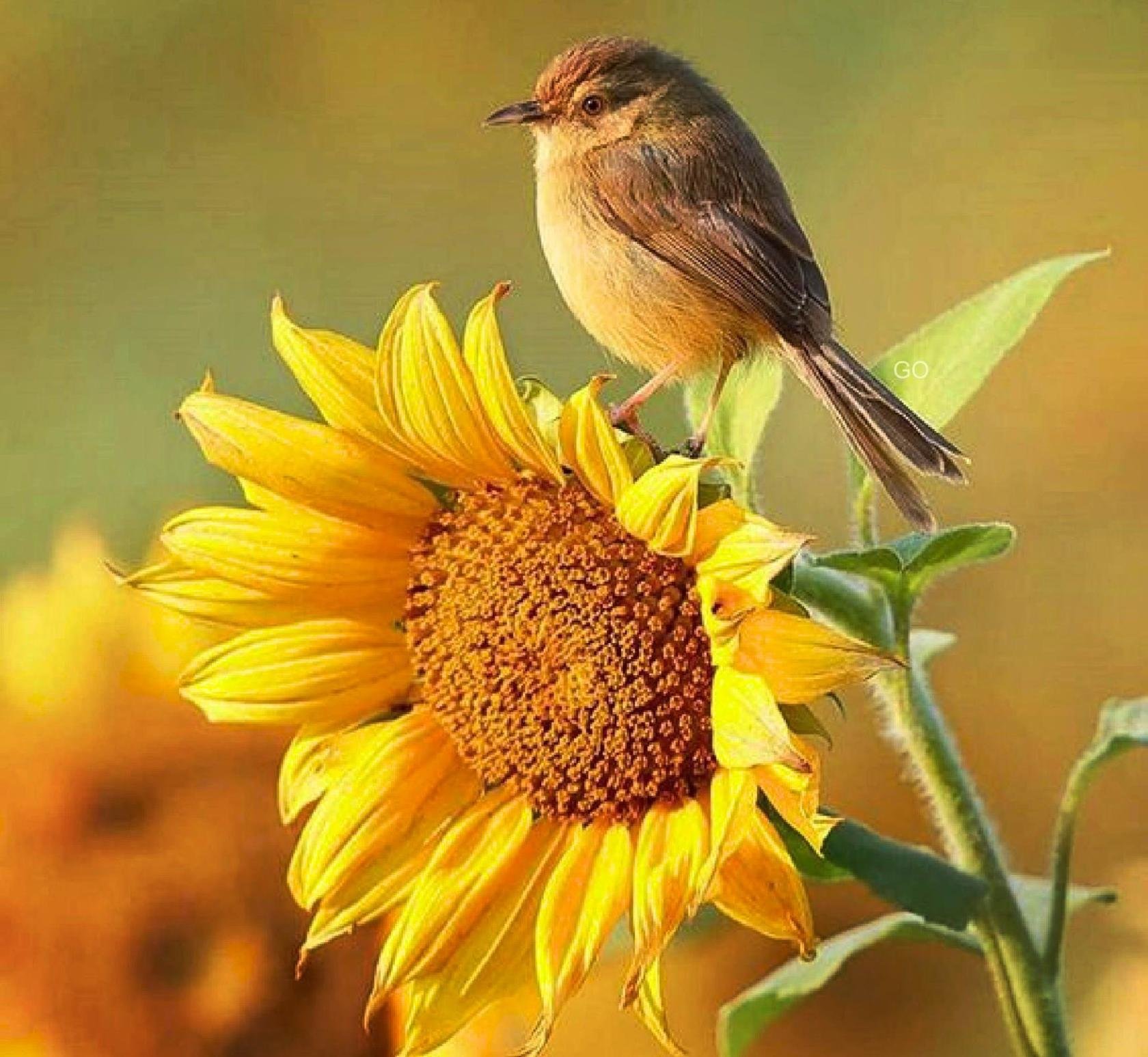 Доброго дня птицы. Солнечный цветок. Птицы летом. Солнечная птица.