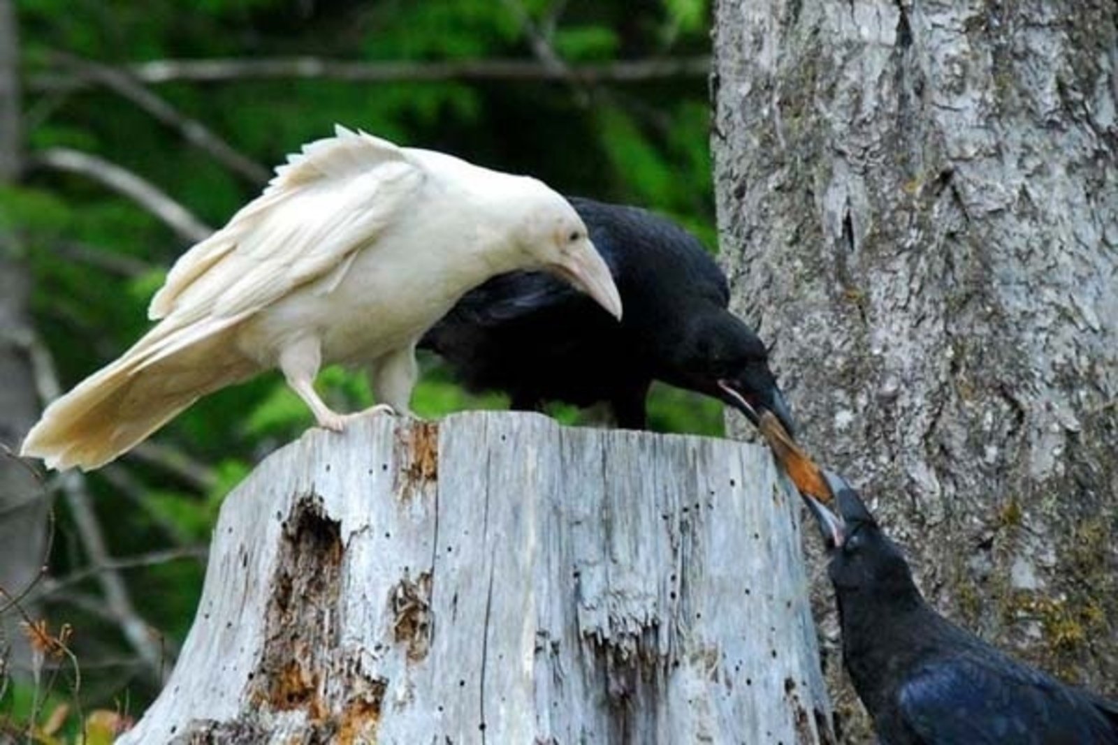 Птица объявится белая ворона. Ворон альбинос. Белая ворона альбинос. Грач альбинос. Сорока альбинос.