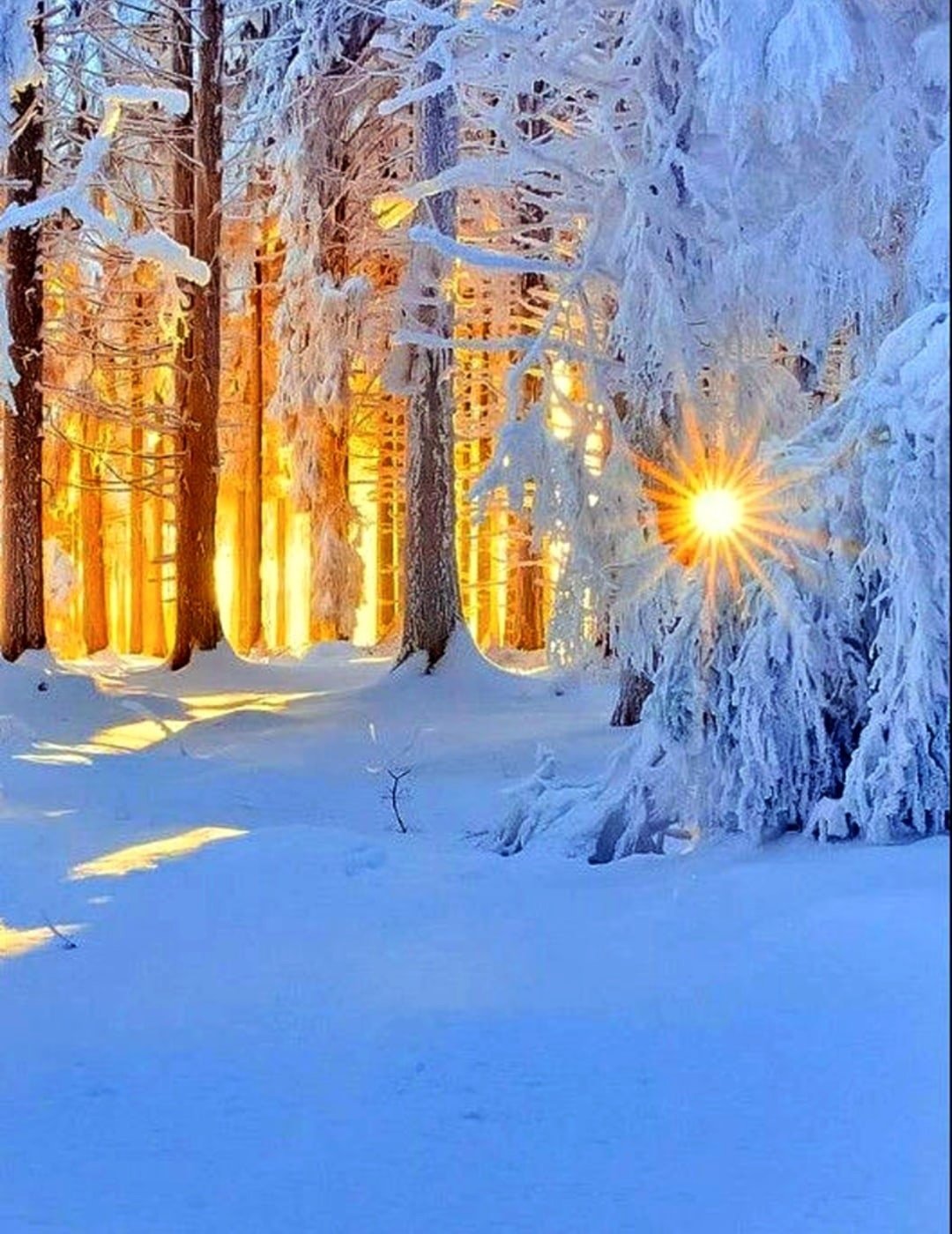 Зимнее снежное день. Зима солнце. Зимний Солнечный пейзаж. Зимнее утро. Солнечная зима.