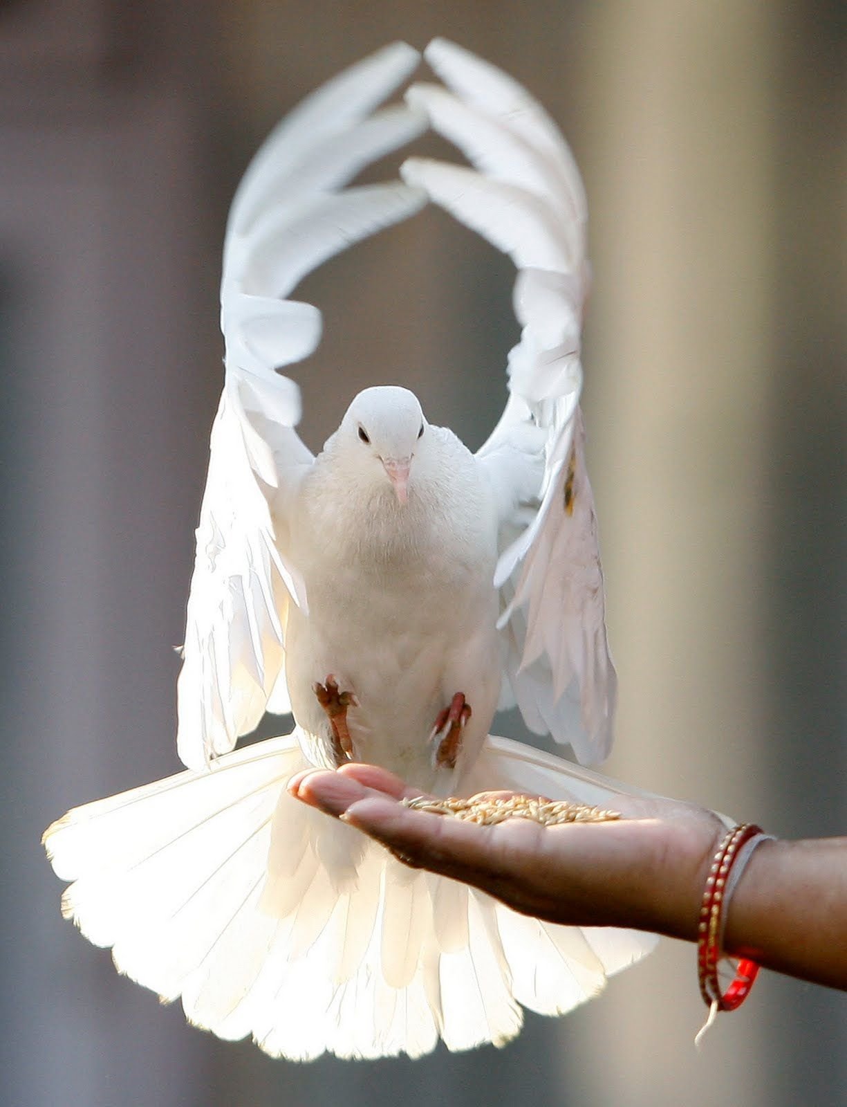 Птица твое нежное. Белый голубь. Красивые голуби. Птица на ладони. Голубь счастья.
