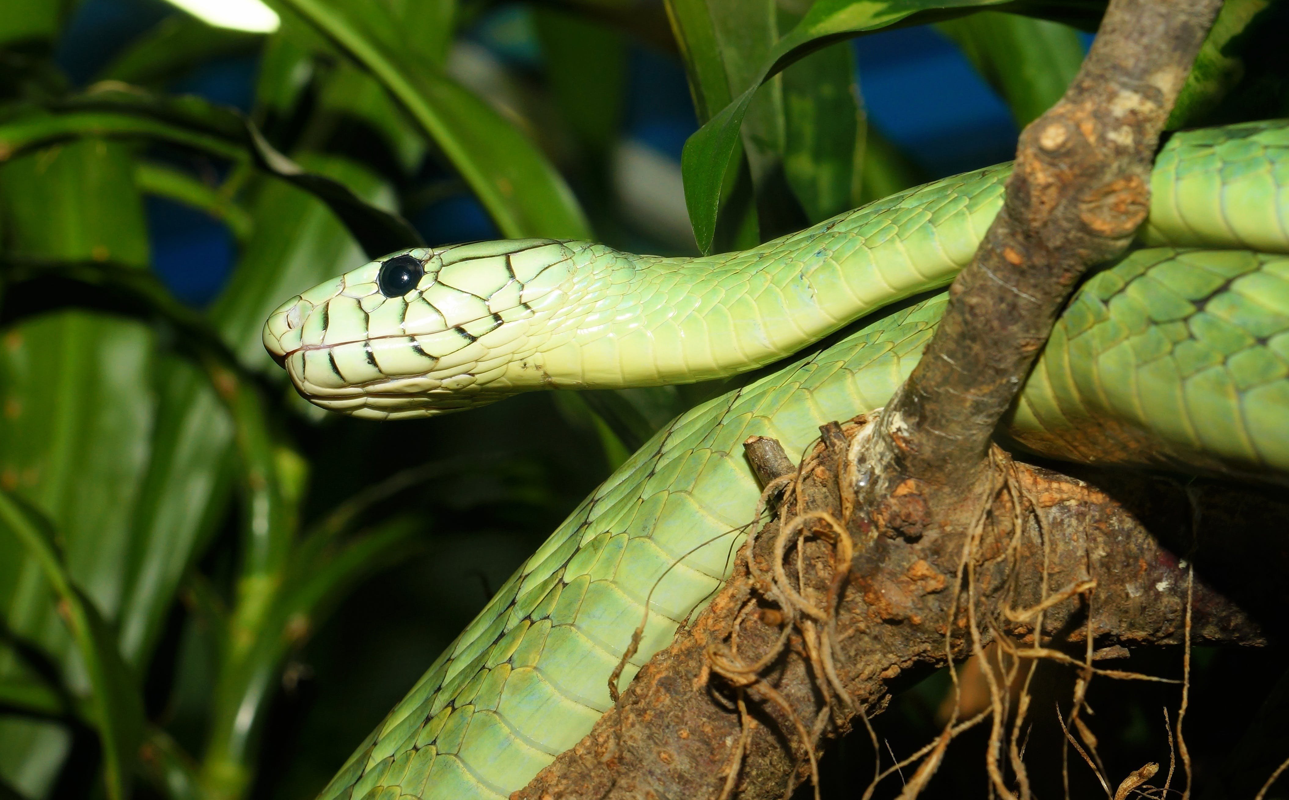 Украшенная змея. Зелёная мамба змея. Хризопелея змея. Мамба – древесная змея. Chrysopelea Paradisi змея.