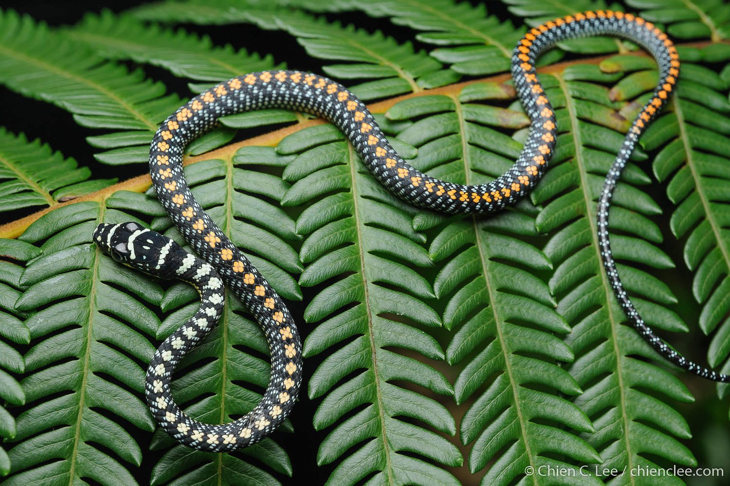 Украшает змей. Chrysopelea Paradisi змея. Chrysopelea taprobanica. Райская летучая змея. Райская украшенная змея.