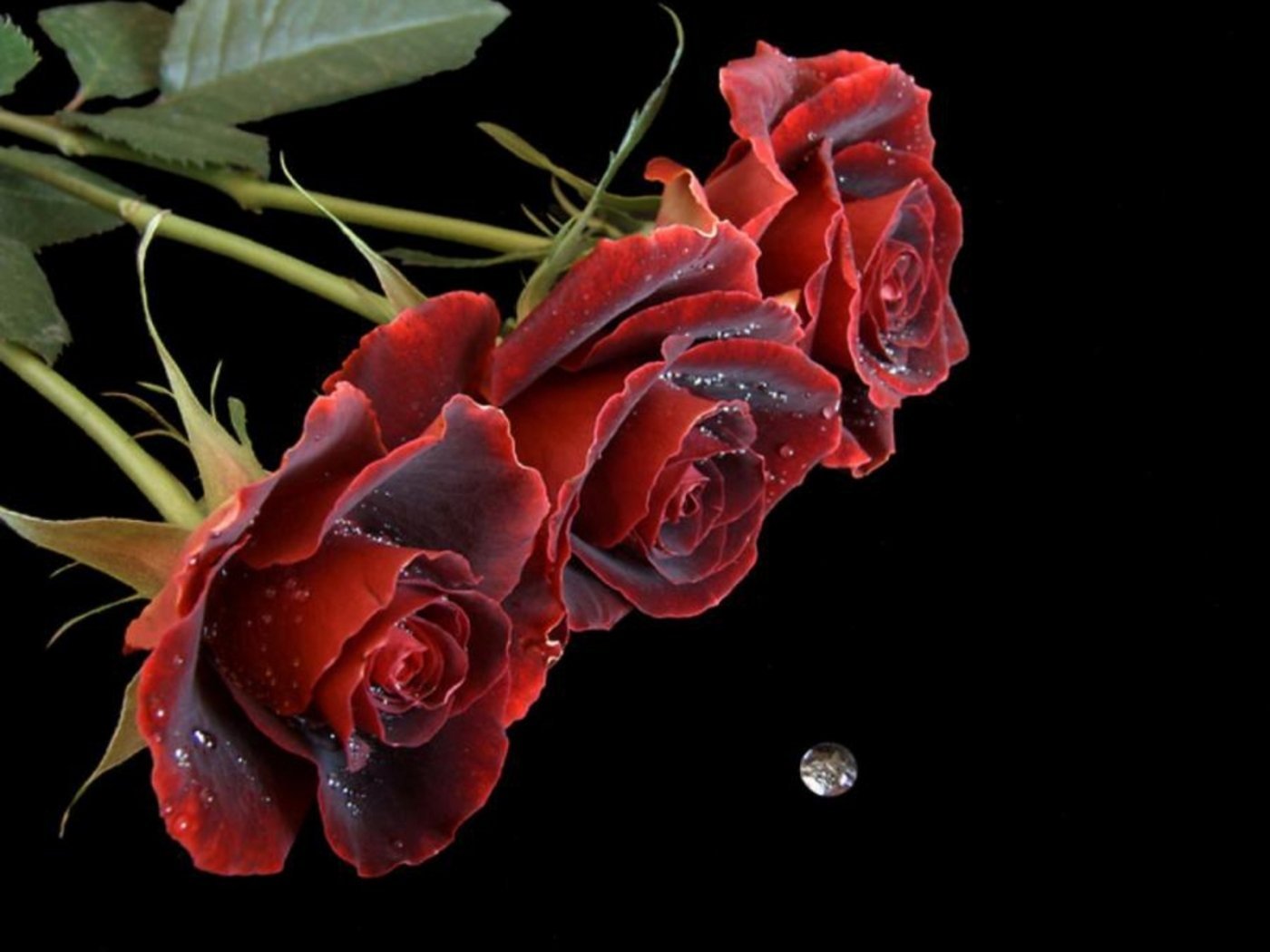 Мерцающие розы с днем рождения женщине красивые. Розы для тебя. Мерцающие цветы. Шикарные розы для подруги. Самые красивые розы для тебя.