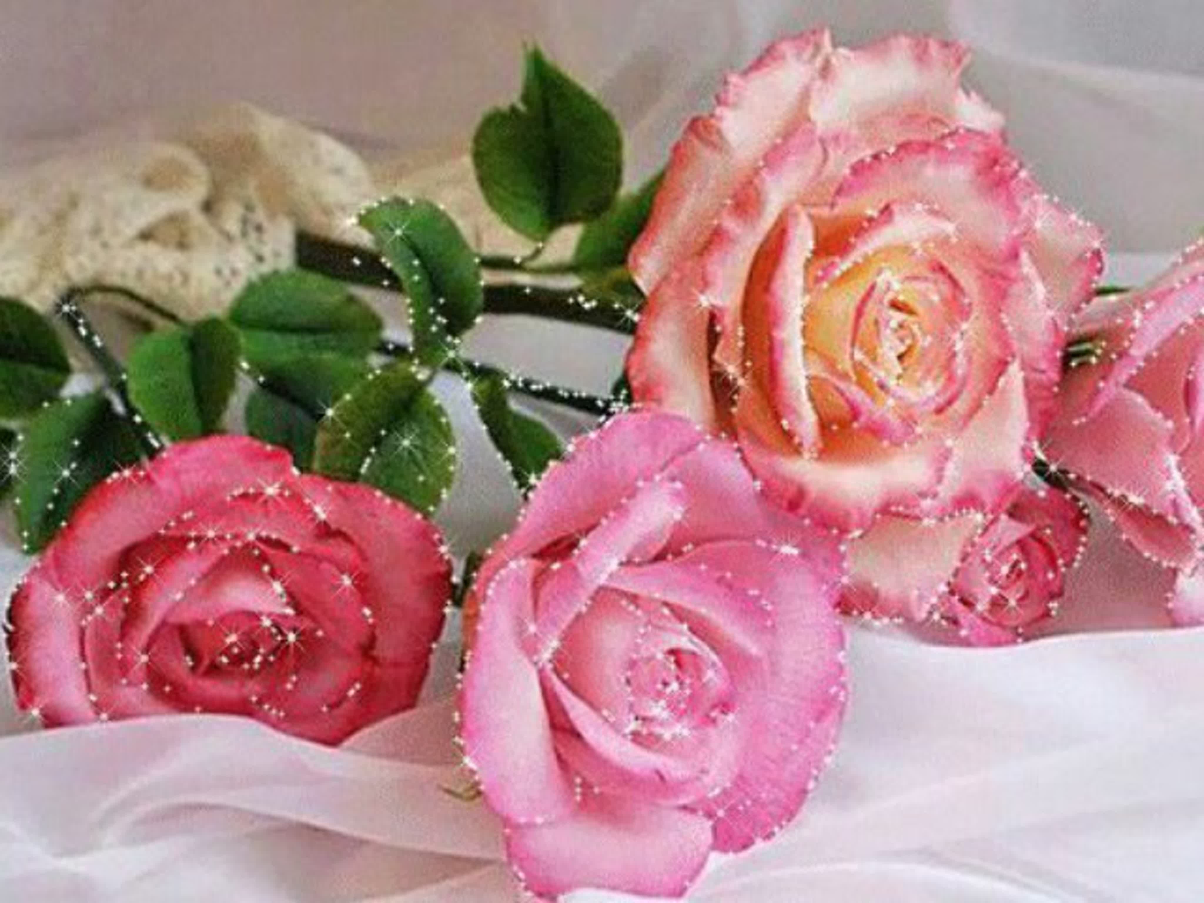 Восхитительно видео. Красивые розы. Мерцающие букеты роз. Открытки с розами. Живые розы.