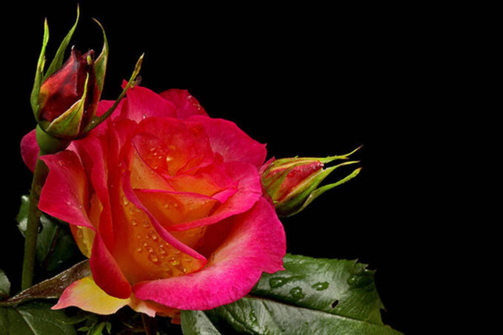 Красивый цветок анимация картинки. Красивые цветы. Красивые розы. Живые розы. Мерцающие цветы.