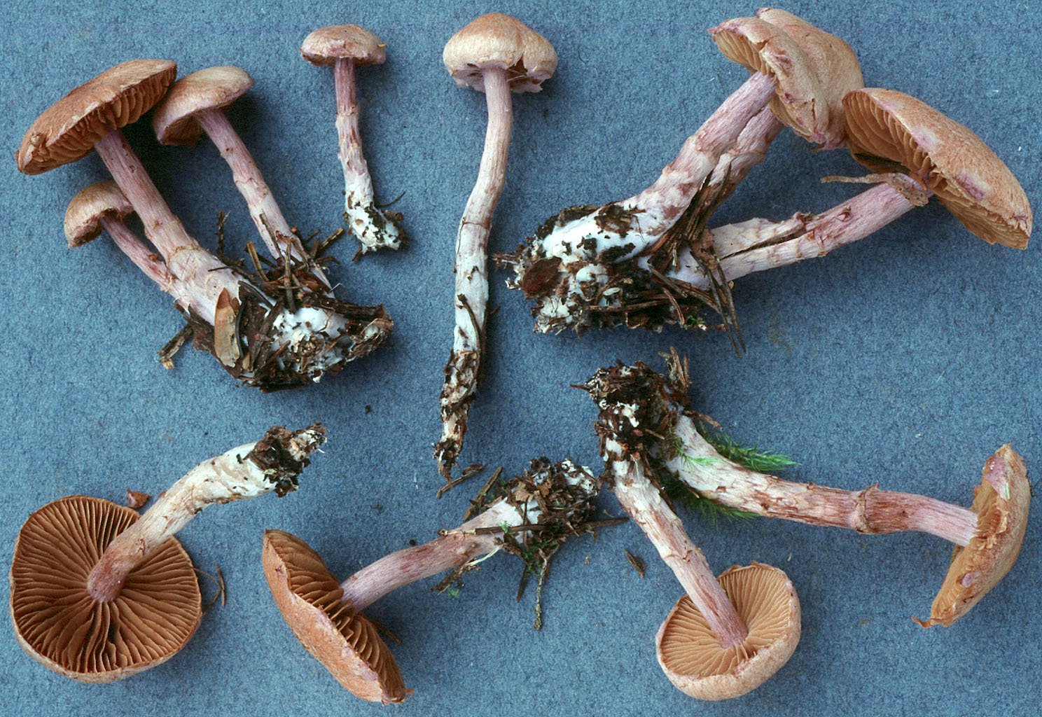 Корни грибов как называется. Паутинник пачкающий гриб. Мокруха швейцарская гриб. Паутинник кроваво-красный. Паутинник кроваво-красный Cortinarius sanguineus.