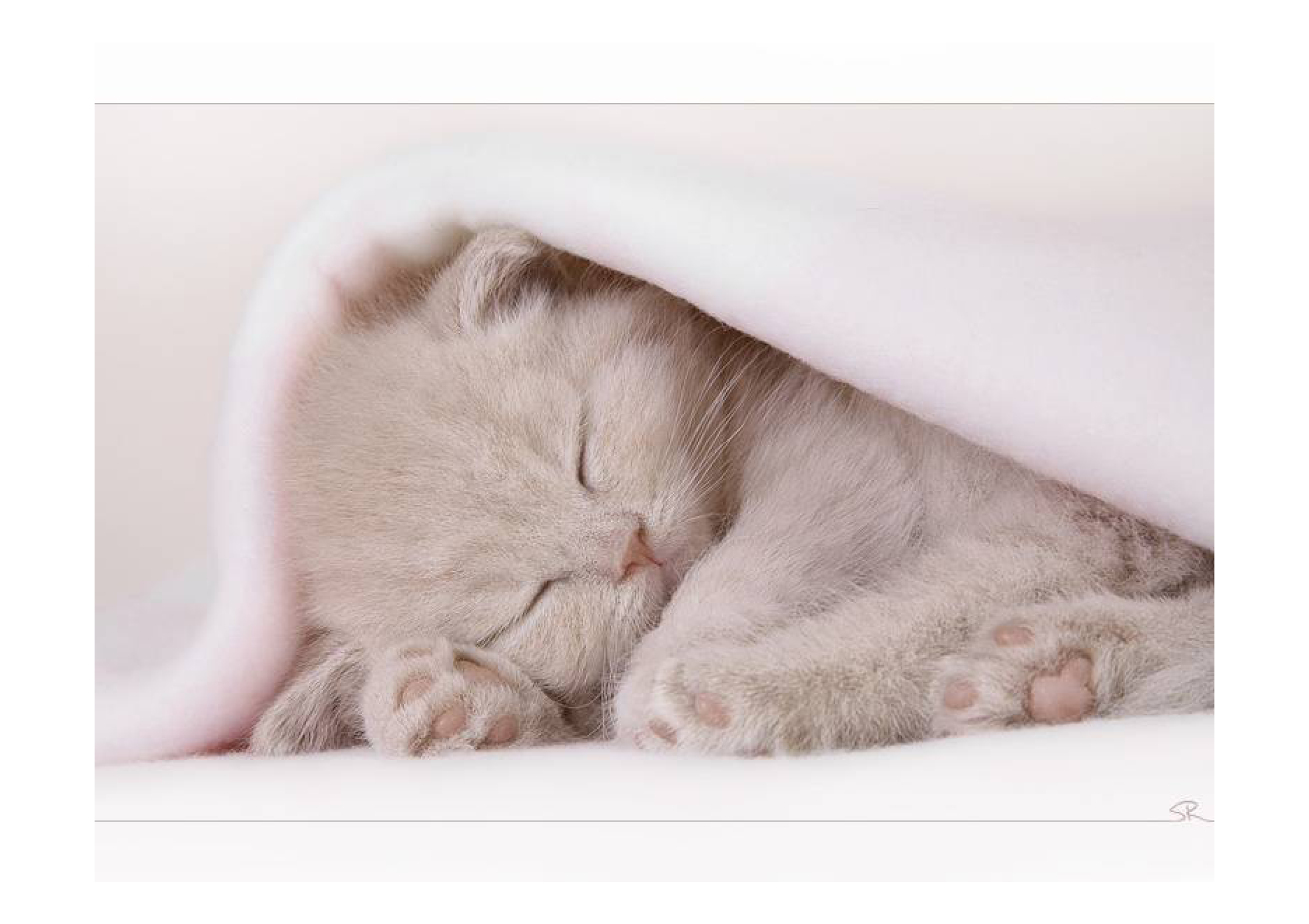 В нежную кис. Спящие котята. Милые спящие котики. Спящий котенок. Пушистых снов.