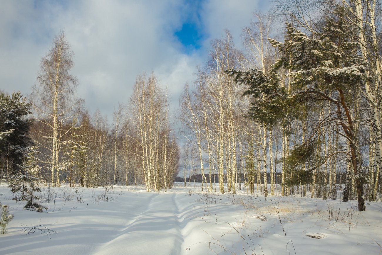 Впр на склоне зимы веселее становится февральский. Февральский пейзаж. Февральский лес. Снежная Солнечная опушка. Февраль солнце снег.