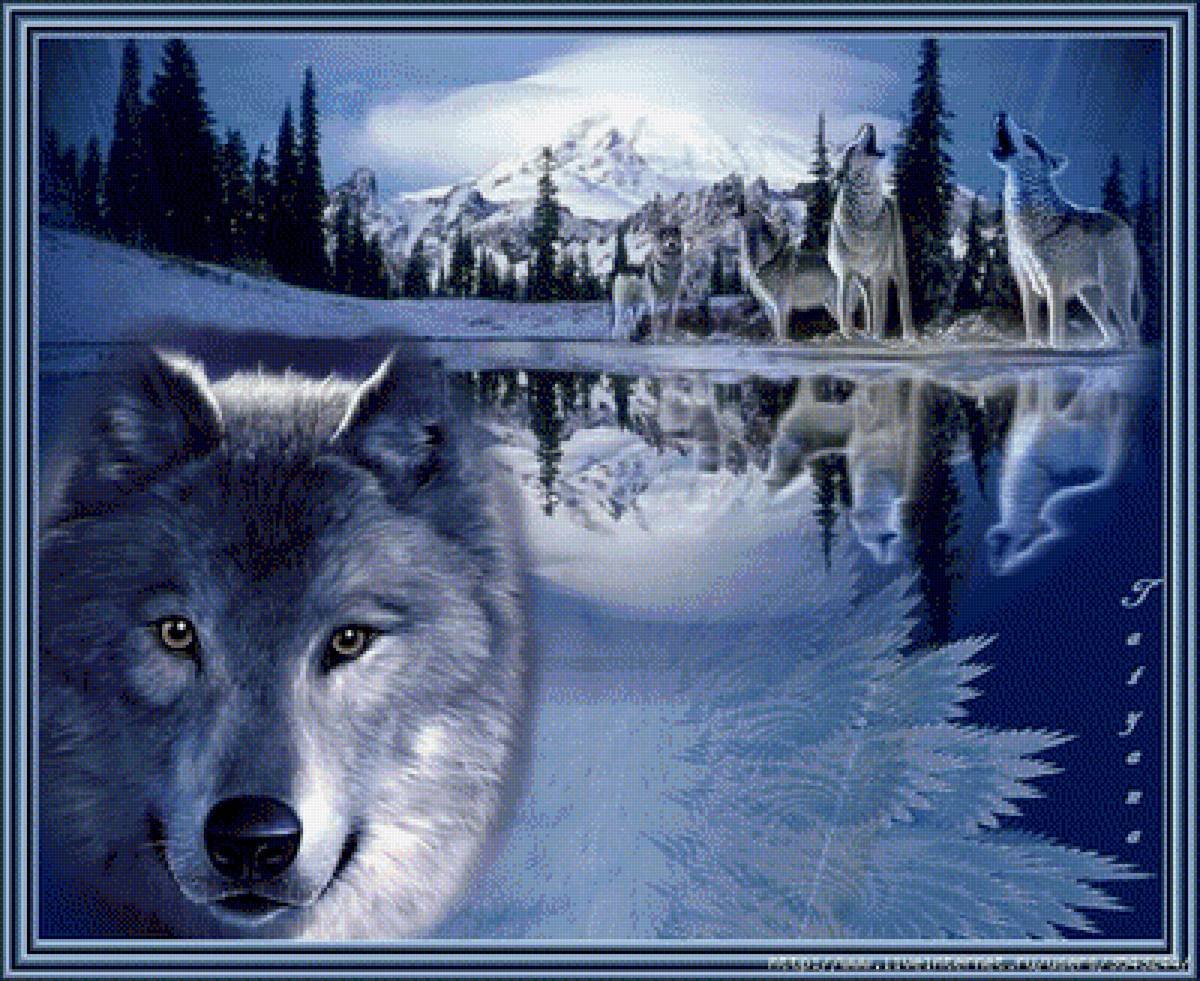 Красивые открытки волка