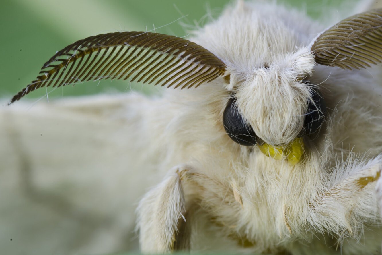 Тутовый шелкопряд вид. Тутовый шелкопряд бабочка. Мотылек тутового шелкопряда. Тутовый шелкопряд насекомые. Тутовый шелкопряд (Bombyx Mori).