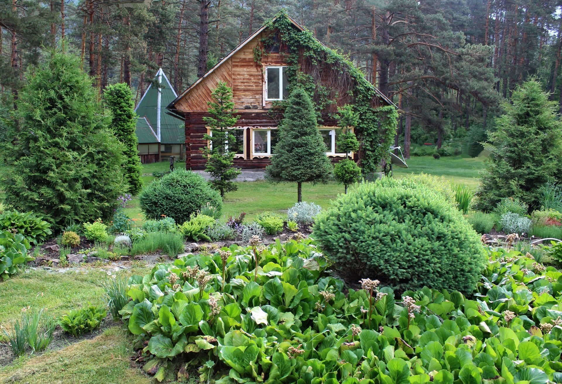 Ботанический сад горный Алтай