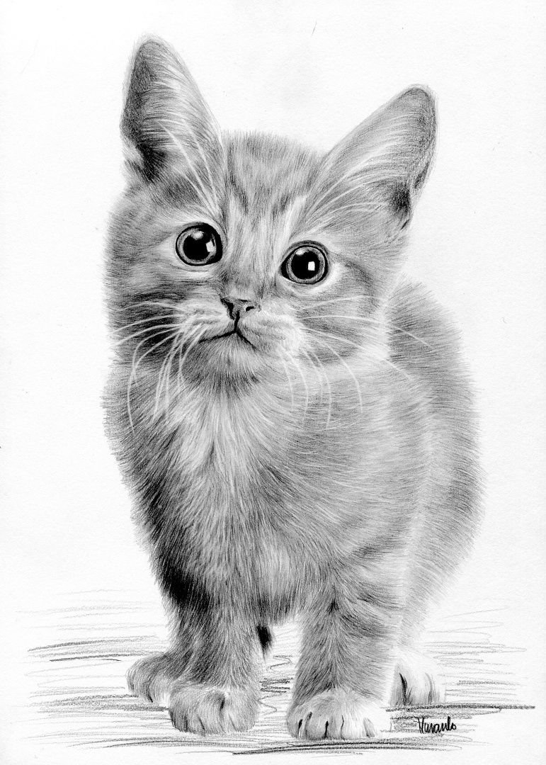 Рисунок карандашом милый котик