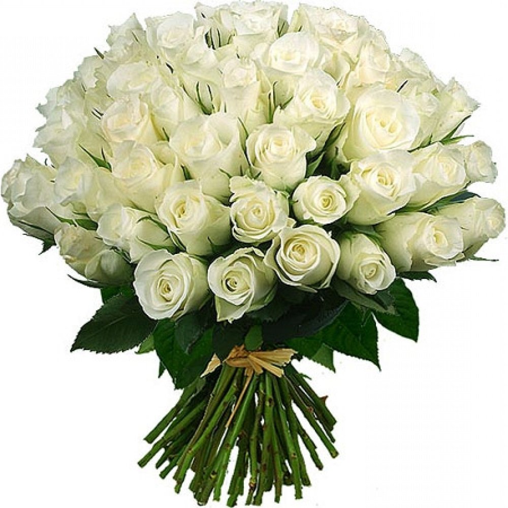 С днем рождения белые розы красивые - 73 фото