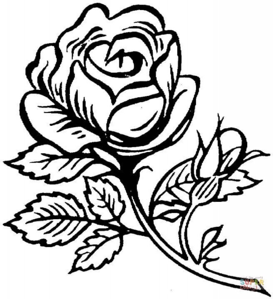 Раскраска роза цветок