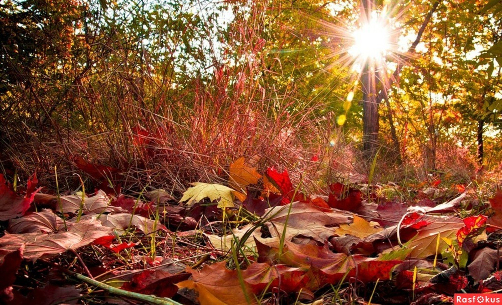 Утро октября картинки. Прекрасный осени мотив. Красивая теплая осень. Осеннее утро октября. Красивое утро осень.