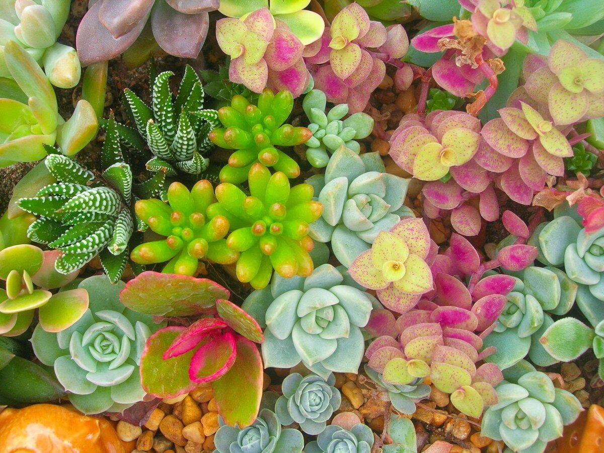 Виды разноцветных растений
