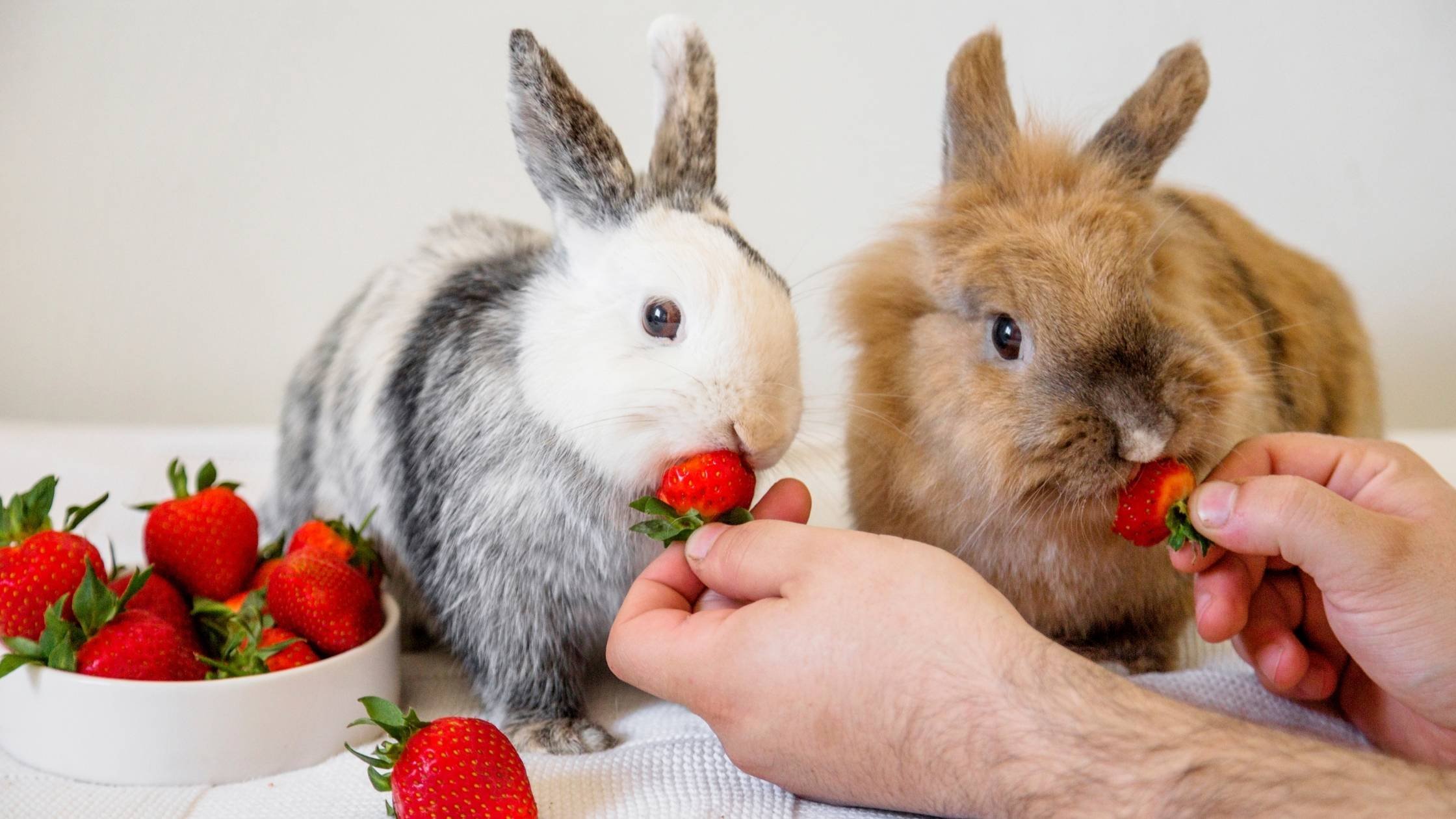Кроликам можно клубнику. Кролик. Кролик кушает. Еда для кроликов.